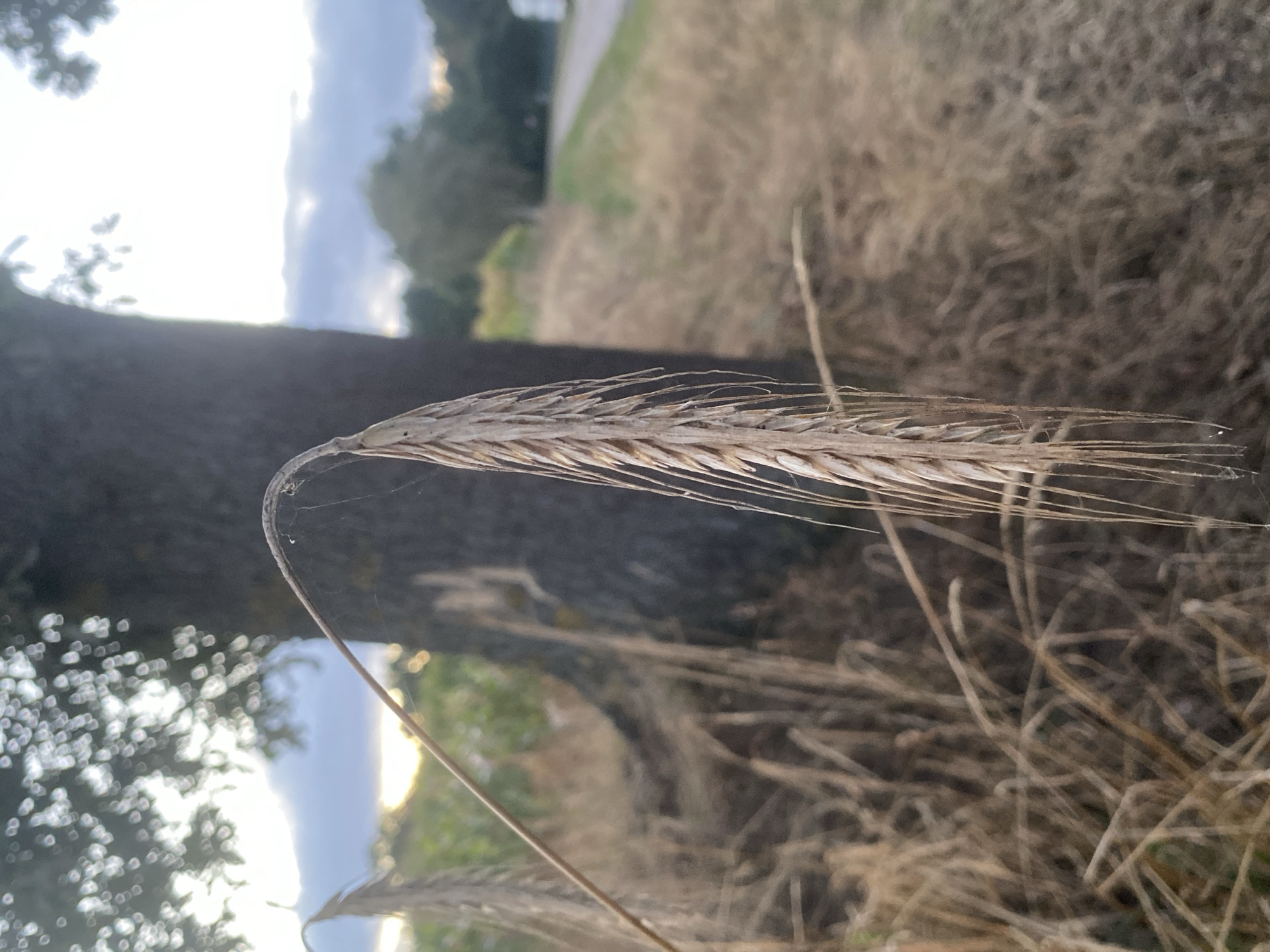 The image is a close-up, shallow depth of field photograph of a single stalk of wheat in the foreground. The wheat stalk is dry and golden brown, with several fine strands hanging down from its tip. It curves slightly to the left. Behind the wheat stalk, a large, dark tree trunk is visible, out of focus. The background is a blurred landscape with dry grasses, some green foliage, and a cloudy sky with patches of sunlight. A road and a white structure are faintly visible in the distance on the right side. The photograph appears to be taken outdoors, possibly in a rural or semi-rural setting. The lighting suggests it is either early morning or late afternoon. There are no people or animals in the image. The location in Schwarme, Germany is not discernible from the visual information alone.
