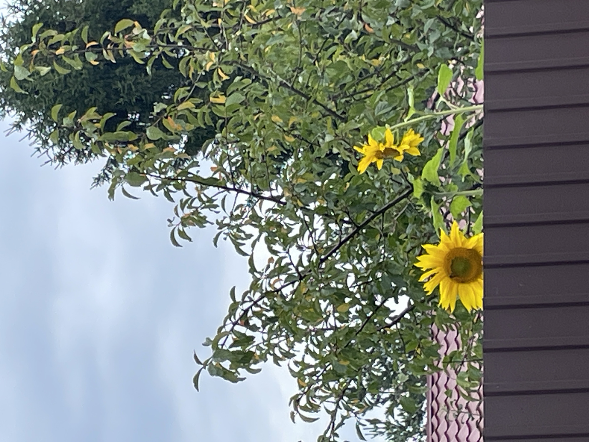 A pair of sunflowers is visible in the foreground, with one large sunflower on the left and a smaller one to its right. Both flowers are yellow with dark centers and are positioned above a dark brown, corrugated metal fence. Behind the sunflowers, a tiled roof is partially visible, and further back, a dense canopy of green leaves from deciduous trees fills the frame, with a dark green evergreen tree in the background. The sky above is overcast and cloudy. The scene appears to be a backyard or garden area.