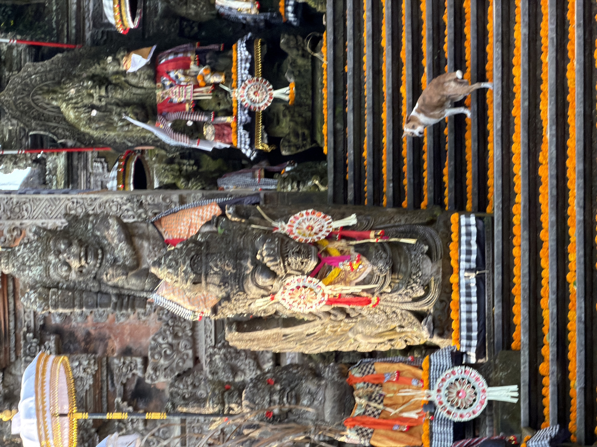 A brown and white dog stands on a stone staircase lined with orange marigolds. The staircase is adorned with intricate stone carvings and decorative fabrics. In the background, large stone statues of deities are visible, some draped with colorful cloths and adorned with traditional ornaments. An umbrella with a white and gold canopy is positioned to the left of the frame. The overall scene appears to be a temple or sacred site in Ubud District, Indonesia, characterized by its religious iconography and floral decorations.