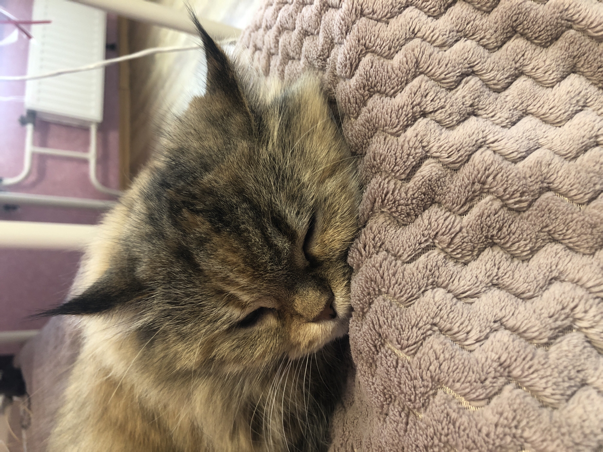 The image is a close-up shot of a fluffy cat sleeping. The cat, with its eyes closed, is nestled into a textured, light brown blanket or cushion. Its fur is a mix of brown, black, and tan, with prominent ear tufts. The cat's face is partially obscured by the blanket, with only its nose and some whiskers clearly visible. The background shows a blurred view of a radiator and what appears to be a drying rack with white clothes hanging on it, suggesting an indoor setting, possibly a home. The overall mood is peaceful and cozy, evoking a sense of comfort and rest. No text is visible in the image. The lighting suggests it might be daytime, but there are no strong indicators of time of day or weather.