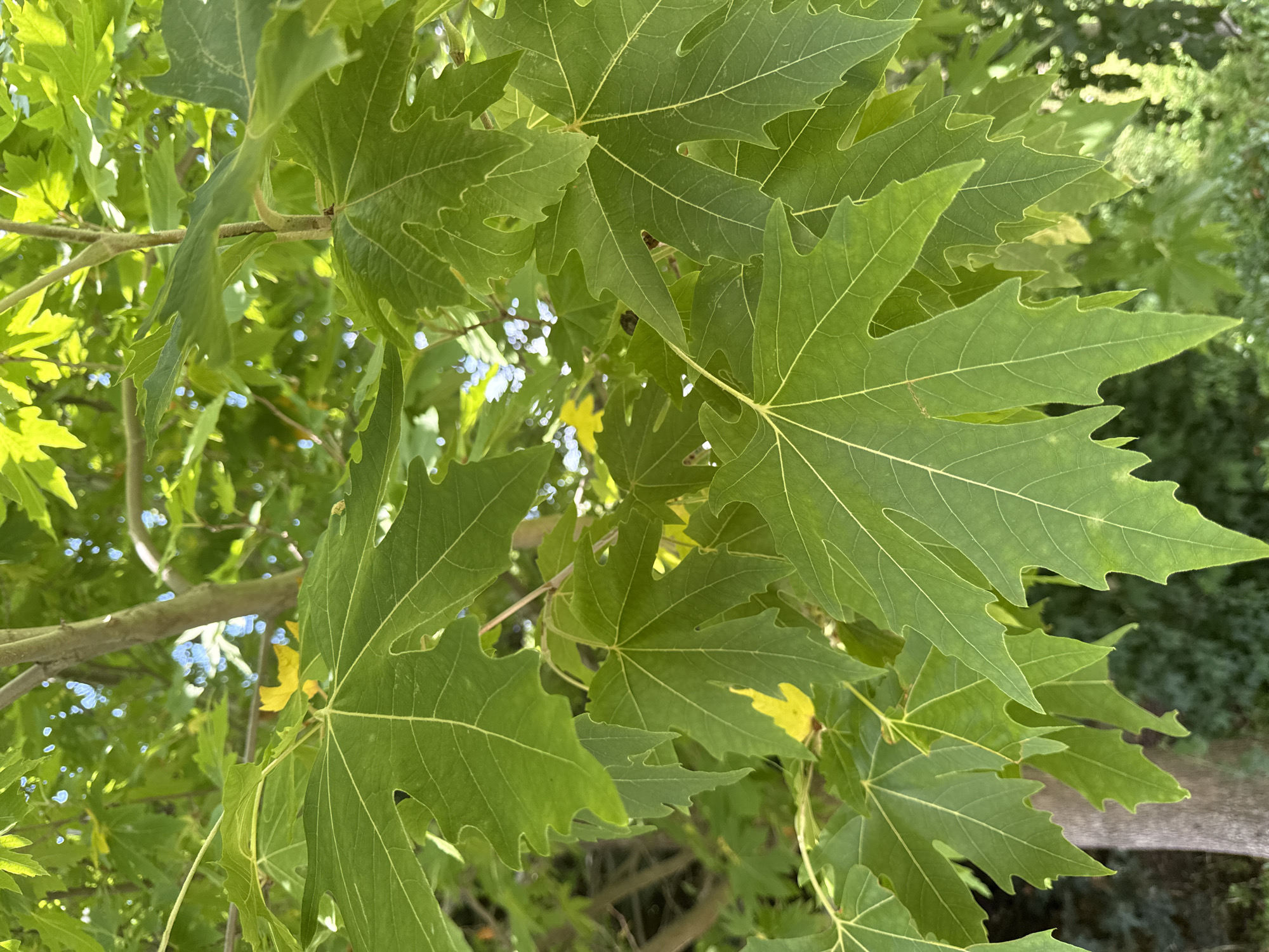 In Mirikənd, Azerbaijan, a close-up view focuses on the vibrant green, lobed leaves of a tree, likely a plane tree, against a backdrop of dappled sunlight filtering through the canopy. The leaves exhibit prominent venation and serrated edges. The trunk of the tree is partially visible on the left, with its textured bark. In the distance, a soft blur of foliage and the sky suggest an outdoor, natural setting within the city.