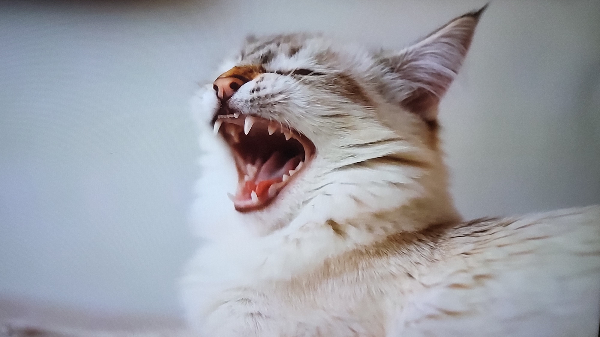 The image shows a light-colored cat with striped markings yawning widely, revealing its teeth and pink tongue. The cat appears to be indoors against a blurry, light-colored background. There is no information to suggest the location in the city of Yerevan, Armenia, or any other details about the city.