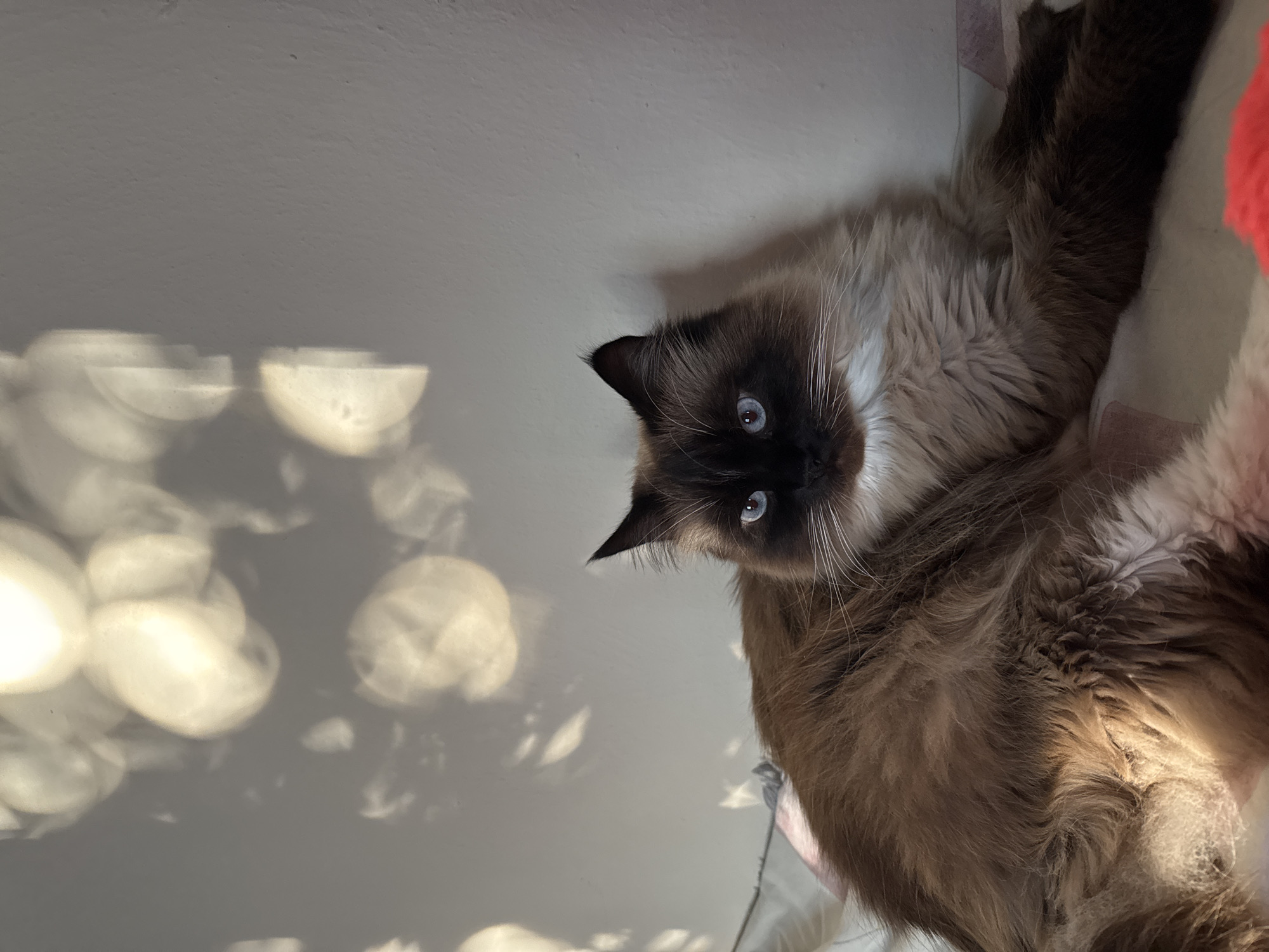 A fluffy cat with blue eyes and brown and white fur lies on a bed. The cat is in the foreground and is facing to the left. The background is a white wall with sunlight patterns on it. The lighting is soft and diffused, creating a warm and cozy atmosphere. The cat's fur is detailed and textured, with individual strands visible. The cat's eyes are bright and alert, and its whiskers are long and white. The bed is covered with a patterned blanket.