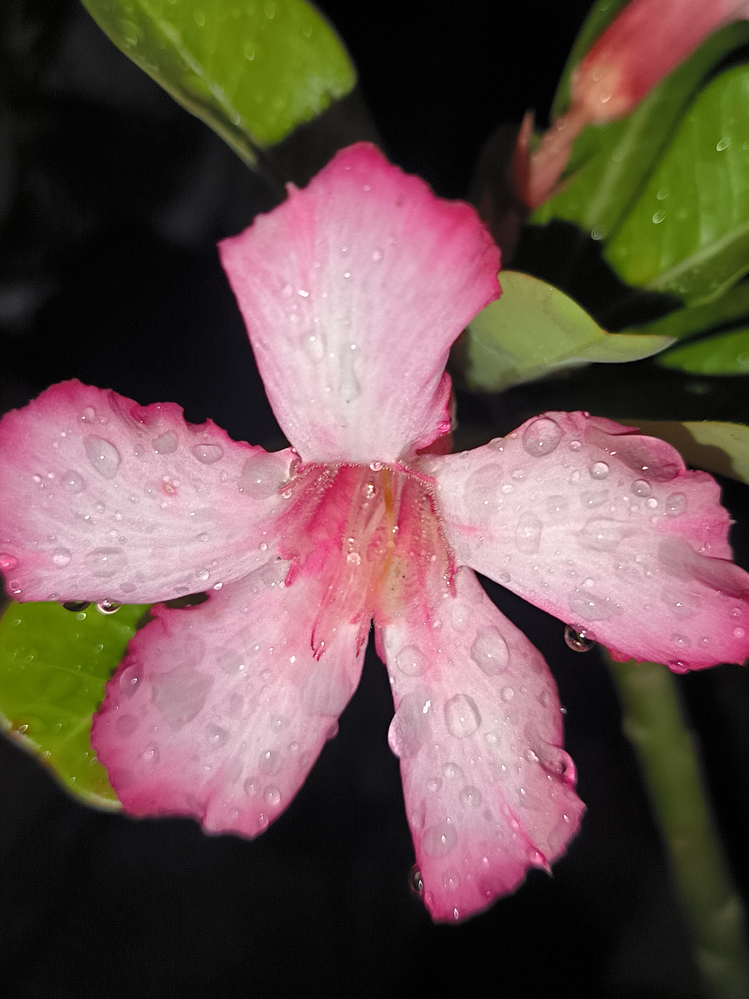 A close-up photograph captures a vibrant pink desert rose (Adenium obesum) in Lhokseumawe, Indonesia. The five-petaled flower, predominantly white, transitions to a rich, deep pink along its ruffled edges and towards its center. Numerous glistening water droplets, reflecting small points of light, adorn the petals, suggesting recent rain or heavy dew.
In the blurred, dark background, out-of-focus green leaves are visible, some also bearing tiny water beads. The almost black backdrop highlights the vivid colors and intricate details of the flower, implying either a nighttime setting with artificial illumination or a deeply shaded environment. No people, discernible activities, or text are visible in the image. The scene evokes a sense of tranquil beauty and freshness following precipitation.