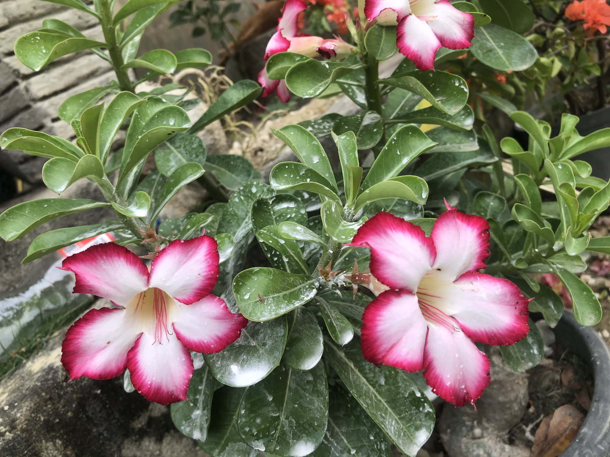 The image presents a vibrant close-up of desert rose (Adenium obesum) plants, featuring several of their distinctive flowers and lush green foliage. The main subjects are two prominent flowers in the foreground, each displaying five delicate petals with a pristine white center that transitions smoothly into a rich, deep pink or fuchsia margin. The delicate stamens within the flowers are visible as thin, reddish filaments.
The plants are characterized by their thick, succulent-like, dark green leaves, which are abundant and form a dense, healthy backdrop for the blossoms. A notable detail across many of the leaves is the presence of numerous small white spots or residue, which could be from hard water, mineral deposits, or a horticultural treatment. Some leaves also show tiny water droplets, suggesting recent watering or rainfall.
In the background, additional desert rose flowers, including some less-opened buds, are visible, contributing to the plant's overall bloom. Other blurred elements, possibly reddish-orange flowers from another plant, are faintly seen further back, adding depth to the garden setting. The plants appear to be growing in pots, with the rim of a black plant pot visible in the lower right corner. Stone or concrete surfaces are partially visible in the foreground and background, indicating an outdoor, possibly paved or garden area. The bright lighting suggests it is daytime. No human activity or visible text is present in the image. The scene captures the natural beauty of the flowering plants, consistent with a cultivated garden environment in a location like Lhokseumawe, Indonesia.