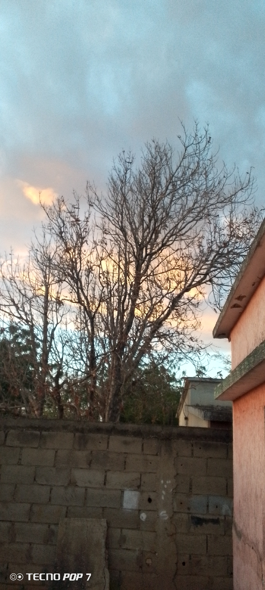 The image, likely taken in Altagracia, Venezuela, shows a brick wall in the foreground. Behind the wall, there is a leafless tree and some other vegetation. In the background, there is a building and a sky with a mix of clouds and some pinkish hues, possibly from the setting sun. The wall appears aged, while part of a building is visible on the right edge of the image, possibly a house or another structure. The lighting suggests it's either early morning or late afternoon. The image also contains the text "TECNO POP 7" at the bottom left corner, indicating the device used to capture the photo.