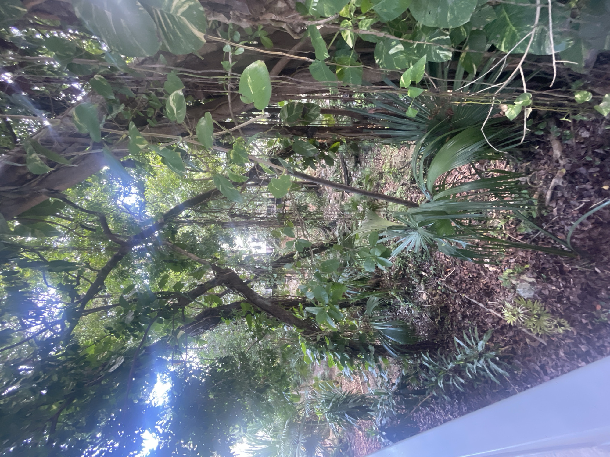 The image shows a dense, green tropical environment. The location is Playa del Carmen, Mexico. The photograph features a close-up perspective looking through a thicket of vegetation consisting primarily of trees, vines with heart-shaped leaves, and palm-like plants. The ground is covered with leaf litter and low-growing plants. The lighting is bright, with sunlight filtering through the canopy, creating areas of bright illumination and shadow. No people or animals are visible. A white object, possibly a wall, is visible along the lower edge of the image.