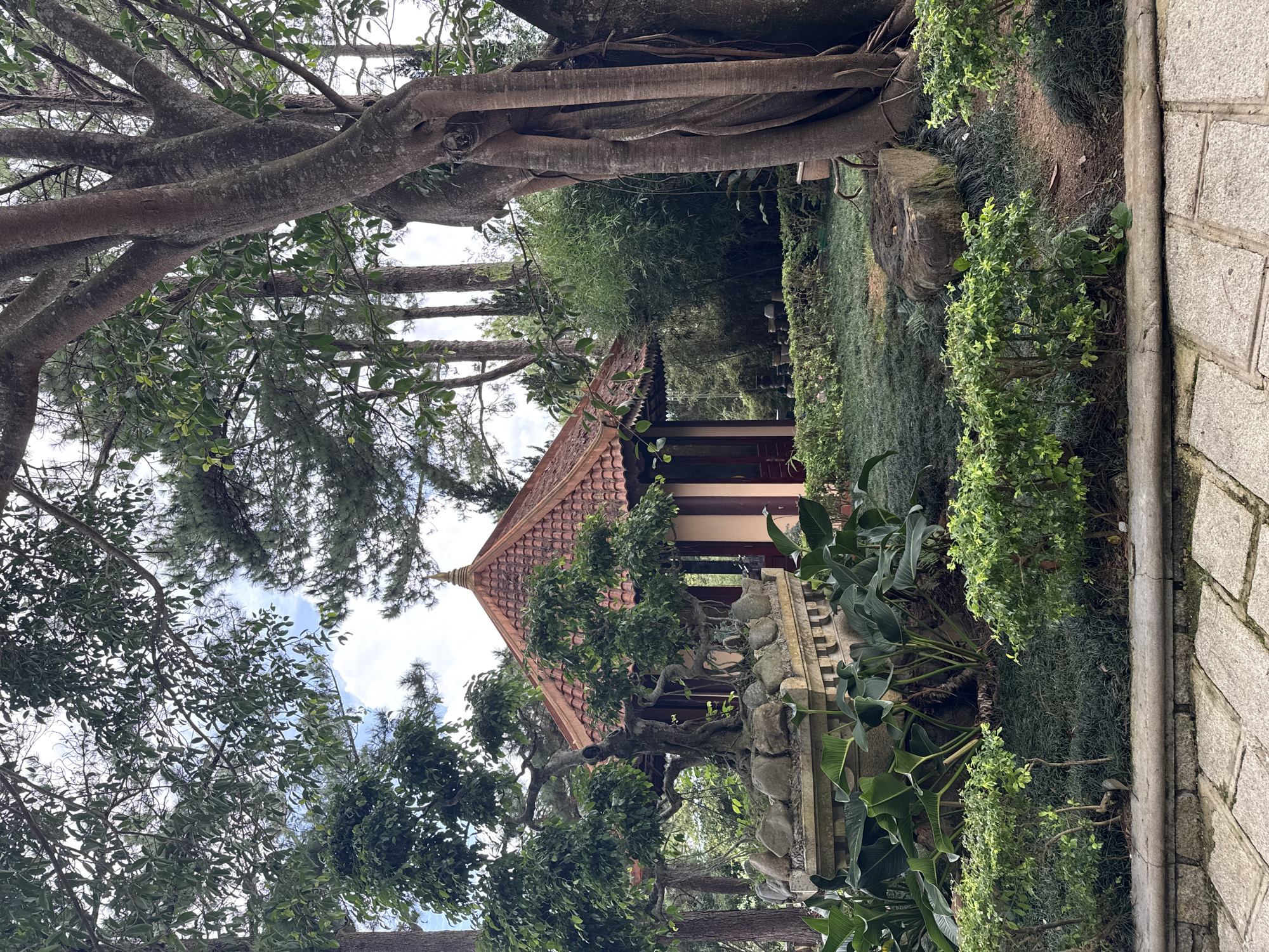 This image depicts a serene garden scene, likely in Da Lat, Vietnam, characterized by lush vegetation and traditional architectural elements. In the center, a small pavilion with a tiled, pagoda-style roof stands amidst a verdant landscape. To the left of the pavilion, a meticulously shaped bonsai tree rests on a stone planter adorned with more rocks. Surrounding the pavilion and bonsai are manicured bushes, dark green ground cover, and large tropical leaves. A massive, gnarled tree trunk with exposed roots dominates the right side of the frame, its thick branches reaching upwards and partially obscuring the sky. In the background, tall pine trees and bamboo foliage suggest a natural, slightly wilder setting beyond the cultivated garden. The ground in the foreground is paved with large, irregular stone tiles. The overall atmosphere is peaceful and contemplative, hinting at a possible location within a botanical garden, temple grounds, or a private estate in Da Lat known for its gardens and cooler climate.