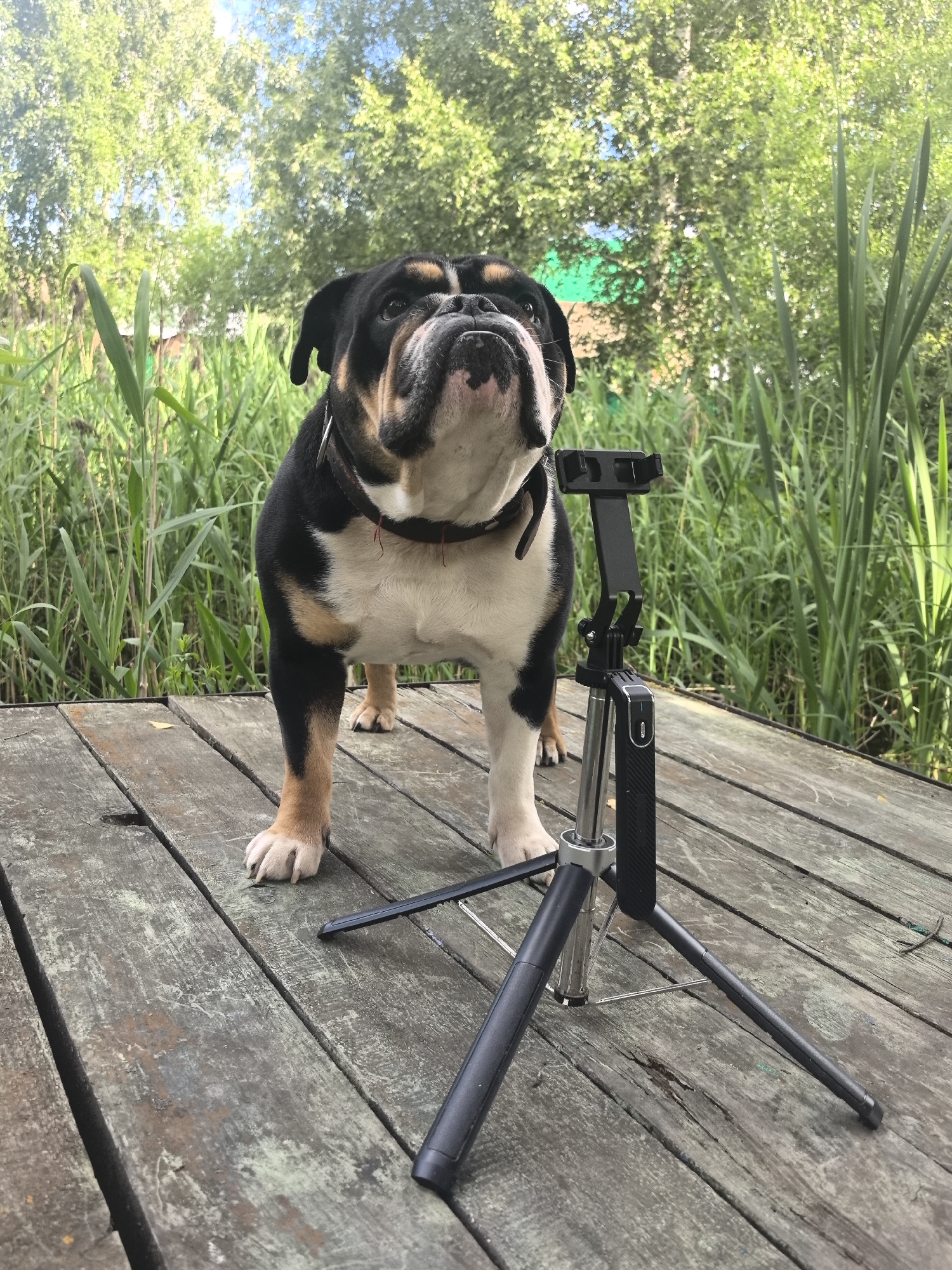 An English Bulldog stands on a weathered wooden deck, looking upwards and slightly to the right. The dog is primarily black and white with tan markings on its face and legs. In front of the dog, a black and silver tripod with a phone mount is positioned. The background consists of tall green reeds and trees, suggesting an outdoor, possibly natural environment. The lighting indicates it is daytime, with sunlight filtering through the leaves. The location is not specified in Noviy, Russia.