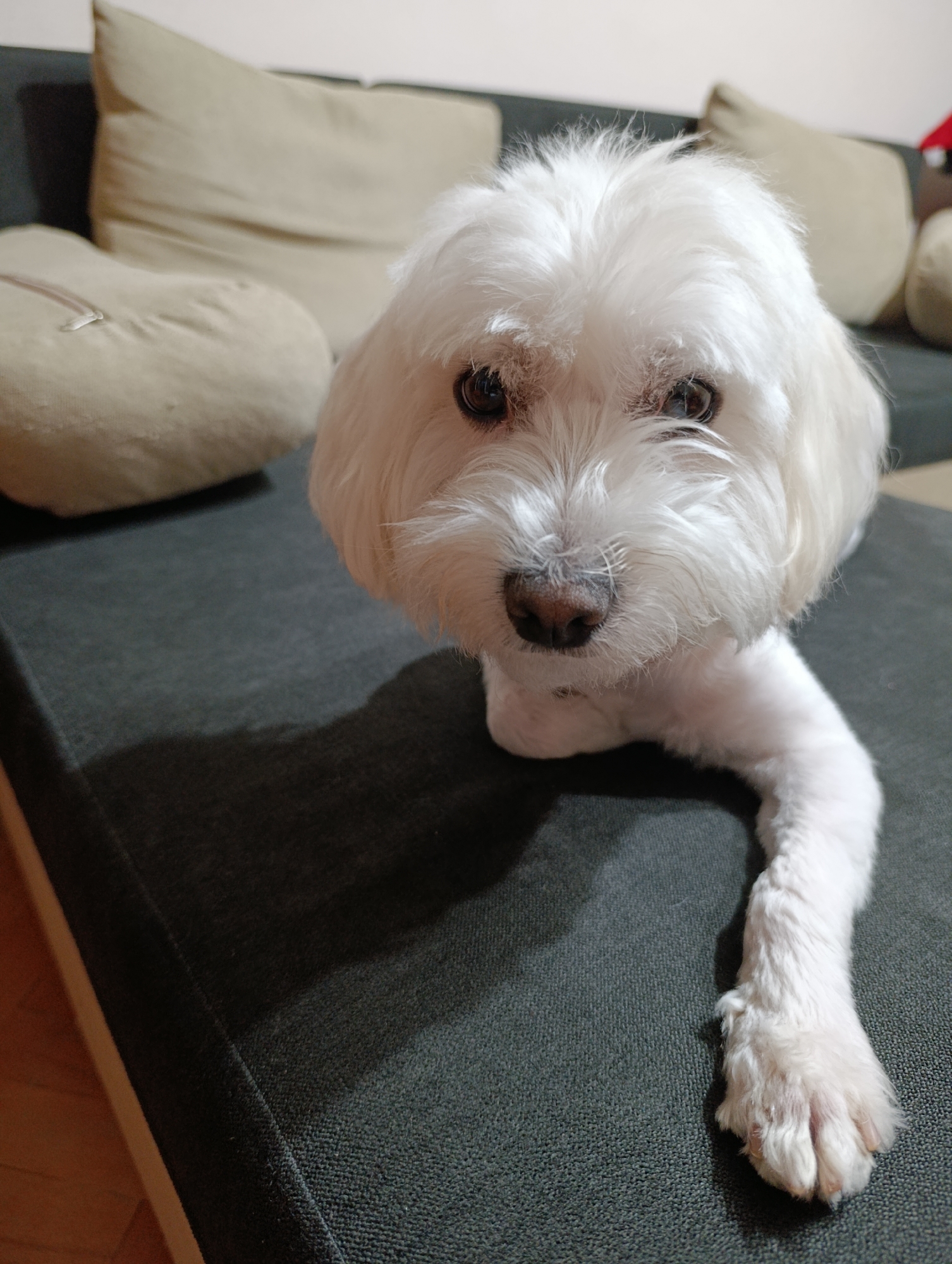A white Maltese dog with dark eyes and a brown nose is lying on a dark gray couch. The dog is positioned in the center of the frame, looking directly at the camera. Its fur is fluffy, and its front left paw is extended forward. In the background, there are beige pillows on the couch, and a portion of a wooden floor is visible on the left. The scene appears to be indoors, likely in a residential setting. There is no information provided to indicate a location in Razgrad, Bulgaria.