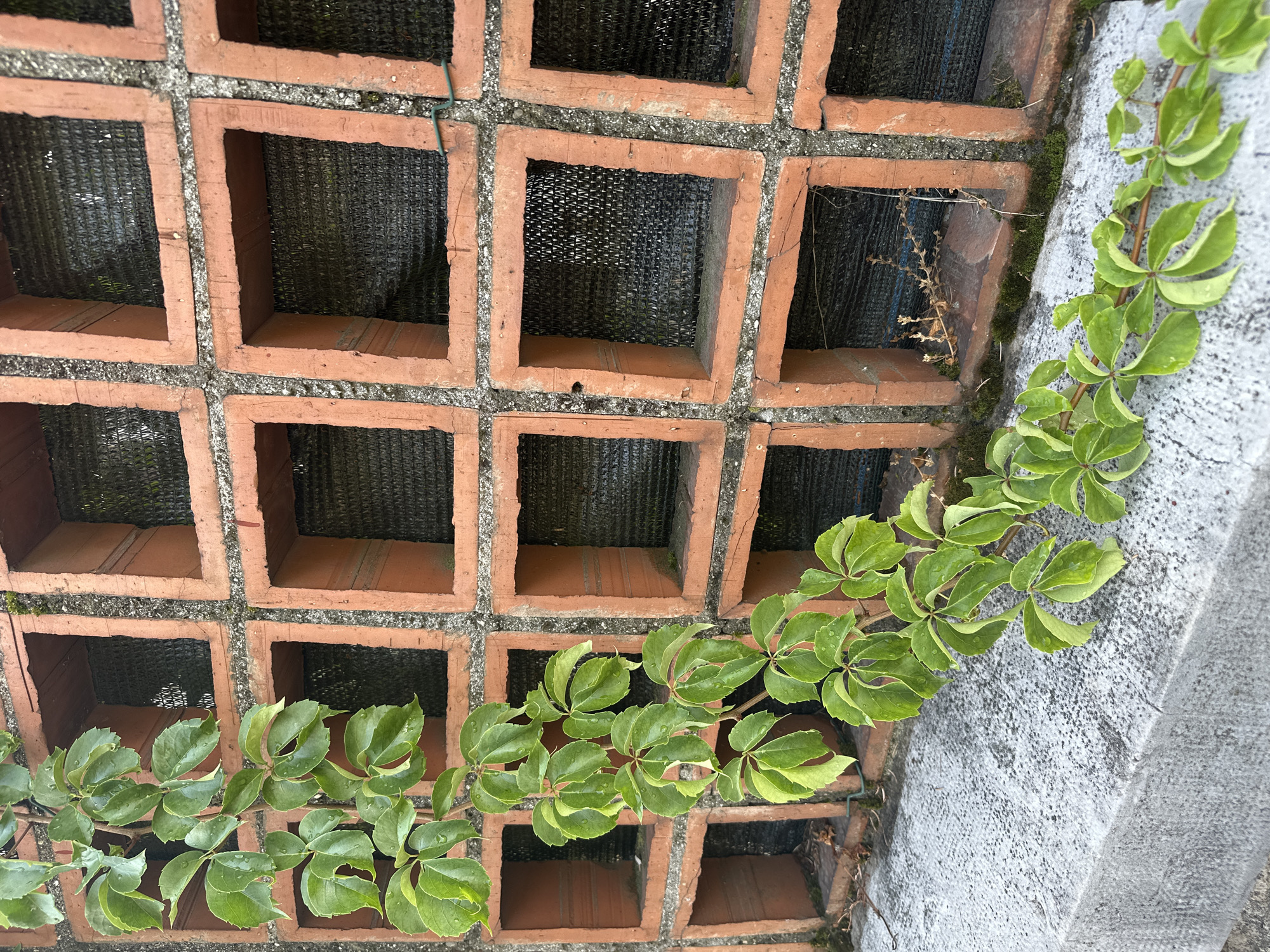 An ivy vine with green, five-lobed leaves grows across the top of a rough, grey concrete ledge. Behind the vine is a wall constructed of reddish-orange, square-shaped bricks arranged in a grid pattern. Each brick has a square opening, covered by black mesh, allowing a glimpse of vegetation behind. The wall appears to be an outdoor feature, possibly part of a building or garden. The image is a close-up, focused on the texture and detail of the vine, ledge, and brickwork.