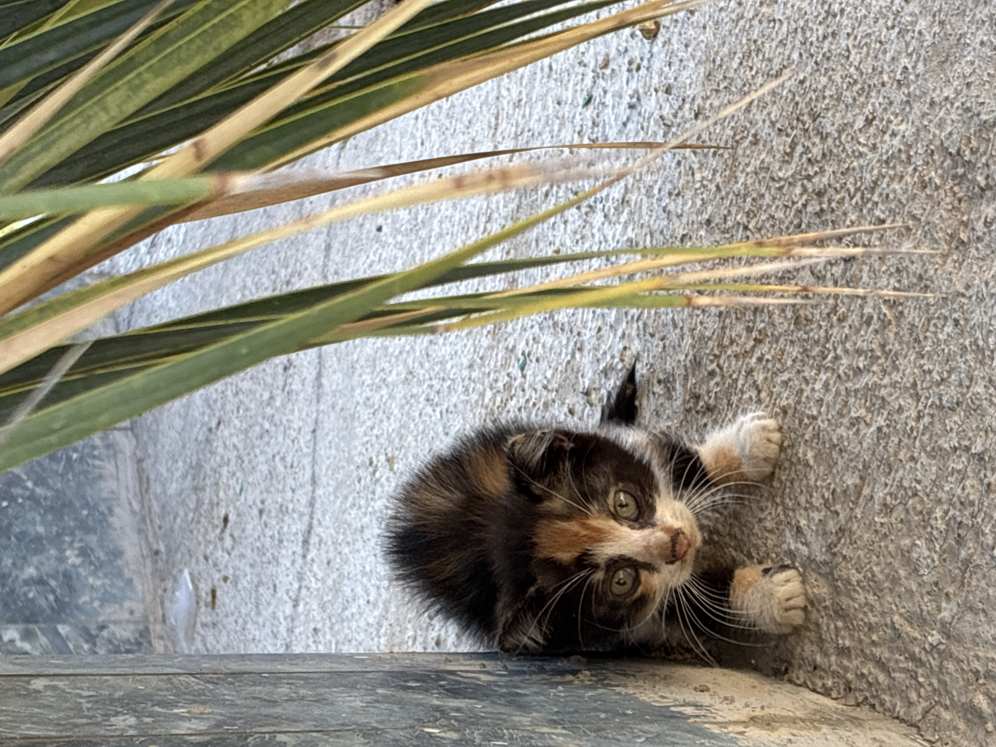 A small calico kitten is peeking out from behind a vertical grey post, with its body partially obscured. The kitten has green eyes, white whiskers, and patches of black, white, and orange fur. It is positioned on a textured grey concrete surface. To the right of the kitten, several long, thin green and yellow palm leaves are angled downwards, partially covering the background and the concrete. The background shows more of the grey concrete and a dark, textured wall. The scene appears to be an outdoor urban setting in Alanya, Turkey, possibly near a building or pathway. There are no people or other animals visible. The lighting suggests it is daytime.