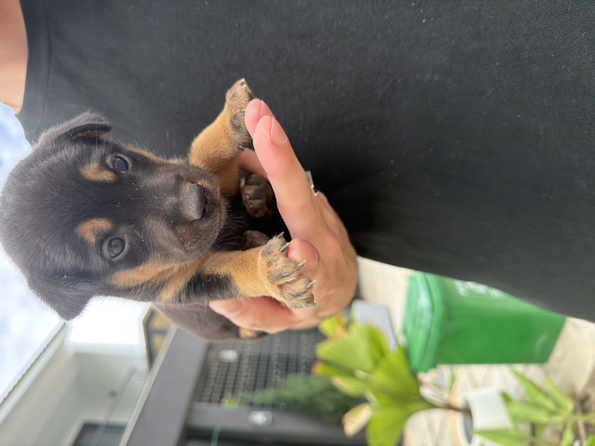 A person's hand holds a small, black and tan puppy outdoors. The puppy is positioned in the center of the frame, facing towards the viewer. Its fur is short and appears to be a mix of dark brown or black and lighter tan markings around its face, ears, and legs. Its eyes are dark and alert. The hand supporting the puppy is light-skinned, and a portion of the person's black t-shirt is visible on the right side of the image.
In the background, out of focus, a white building with multiple levels and balconies is visible. To the left of the building, a bright green trash bin stands next to some leafy green plants in planters. The ground appears to be paved. The sky above is overcast. The overall impression is a casual outdoor scene, likely in a residential or urban area. The presence of plants and a trash bin suggests a developed environment, consistent with an urban setting like Đà Nẵng, Vietnam.