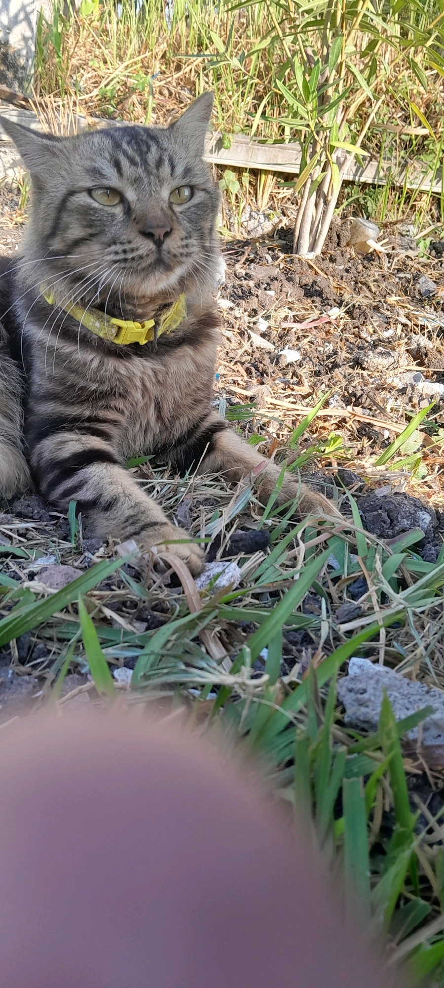 A tabby cat wearing a yellow collar is lying on the ground amidst dry grass and soil. The cat is facing to its right, with its head tilted upwards. Its body is partially obscured by the foreground, where a blurry human finger is visible. In the background, there are dry plants and some debris. The scene appears to be outdoors, in a somewhat unkempt area.