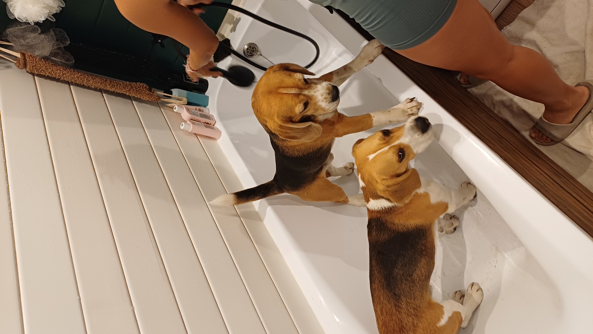 Two beagle dogs are in a white bathtub. One beagle is standing, its paws on the side of the tub near a woman in a green shirt and grey slippers, who is holding a black showerhead. The other beagle is lying down. To the side of the tub, there are toiletries and bath accessories on a white-paneled wall. The scene appears to be in a home bathroom. The location is Timokhovo, Russia.
