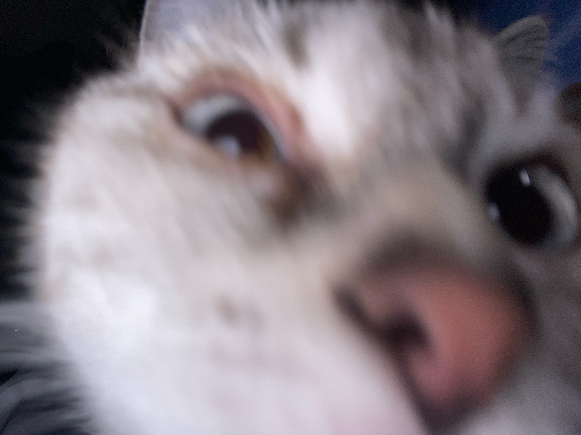 This is a close-up, out-of-focus photograph of a cat's face. The cat has light-colored fur with darker markings around its eyes and ears. The cat's nose is pink. One eye is clearly visible, with a brown iris and a dark pupil. The other eye is partially obscured. The background is dark and blurry, suggesting the photo was taken in low light conditions. The location is not discernible from the image.