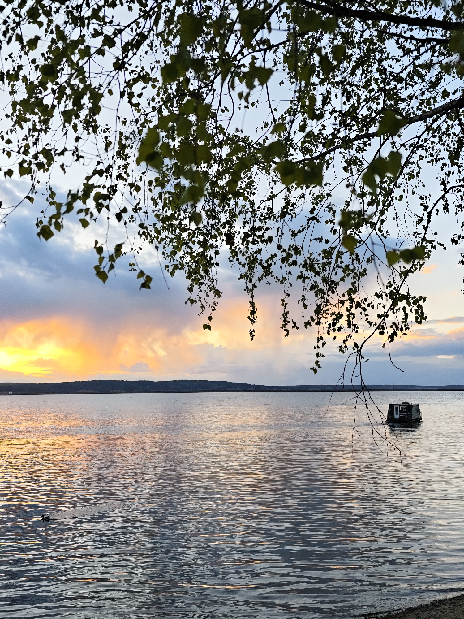 The image shows a body of water, likely a lake or river, with a small building on a floating platform in the distance. The sky is filled with clouds, colored by a setting or rising sun. Tree branches with green leaves hang in the foreground. The location is possibly Chaikovsky, Russia, as indicated in the prompt. There is a duck in the left side of the image on the water. The water has ripples, and the light from the sky is reflected on the surface. The ground is partially visible in the lower right foreground.