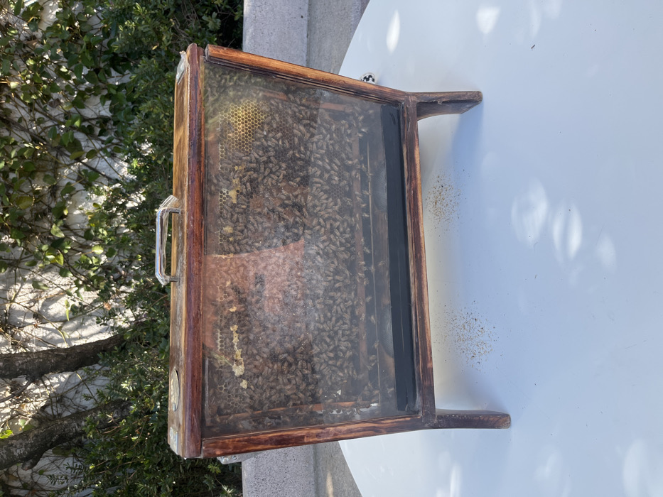 A glass-enclosed bee display case with a wooden frame sits on a white surface, angled slightly. Honeycombs and many bees are visible inside. A metal handle is affixed to the top edge. A portion of a tree and some green vegetation are blurred in the background. The surface beneath the case has a scattering of what appears to be pollen or dust.