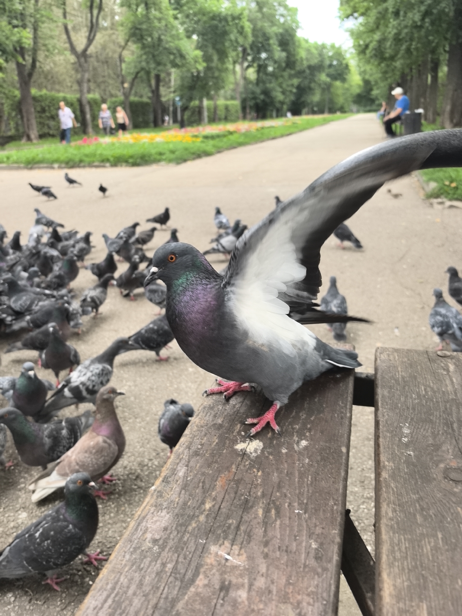 In a park setting, likely in Perm, Russia, a flock of pigeons is gathered on and around a wooden bench. One pigeon in the foreground is captured mid-flap with its wings outstretched, showing white and gray feathers. Its head is turned to the left, revealing iridescent green and purple neck plumage and bright orange eyes. Its pink feet are visible gripping the weathered wood of the bench.
Surrounding this central pigeon, numerous other pigeons are scattered across the ground and on the bench. Some are pecking at the ground, while others are standing or walking. The ground appears to be a mixture of gravel and dirt.
In the background, a paved pathway stretches into the distance, lined by trees with lush green foliage. The weather appears overcast. Several people are visible in the background: two individuals walking on the left side of the pathway, and another person sitting on a bench on the right side, wearing a blue shirt and white cap. A strip of colorful flowers, likely tulips, runs along the left edge of the pathway.