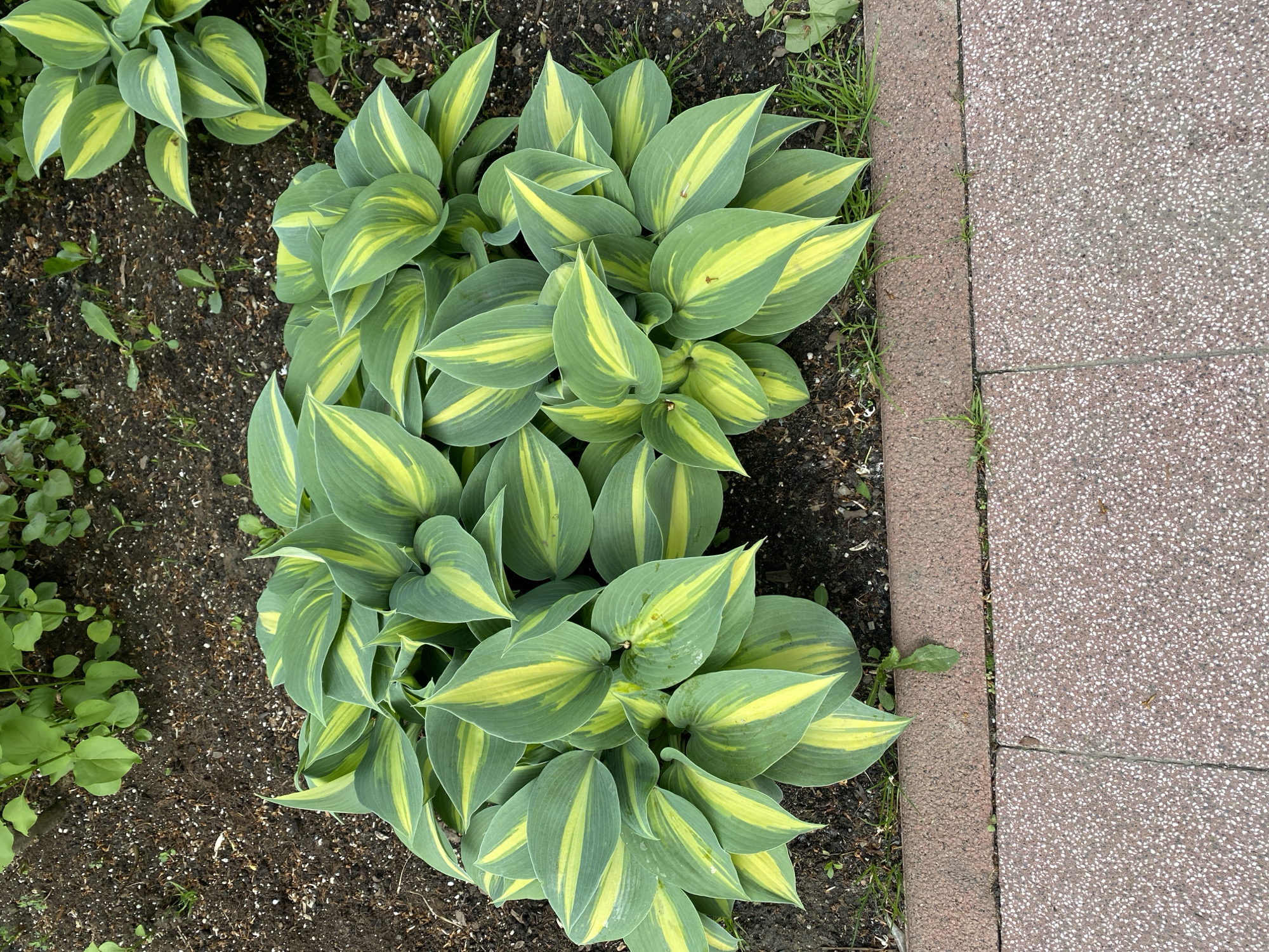 The image shows a ground-level view of hosta plants growing in a garden bed in Khimki, Russia. The plants have distinctive green leaves with a yellow central stripe. They are planted in dark soil adjacent to a paved area with reddish-brown stone tiles. The scene suggests a cultivated garden or landscape.
