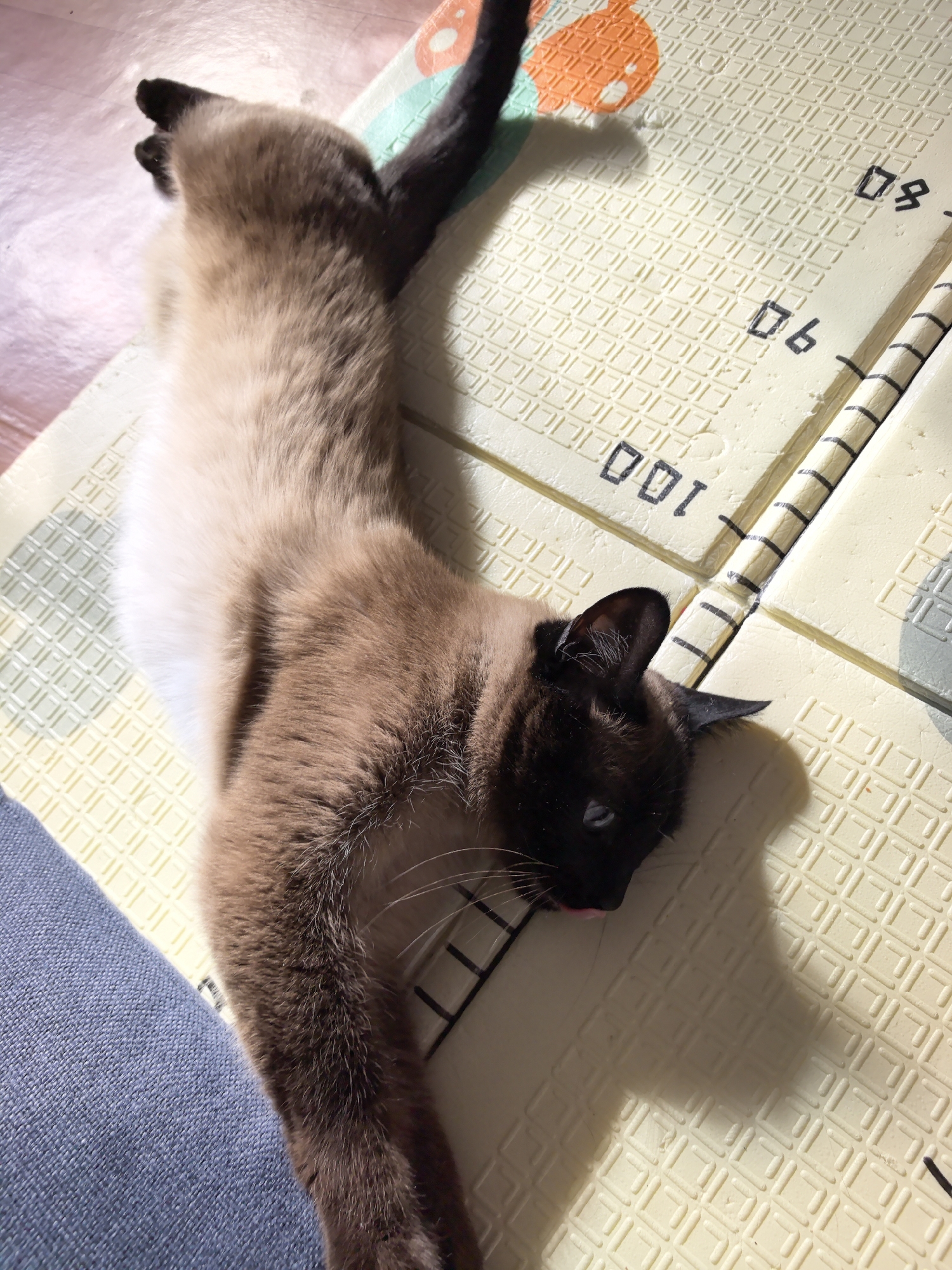 A Siamese cat is lying on a patterned foam mat with numbers on it. The cat is light brown on its body, with dark brown on its face, ears, tail, and paws. The mat is predominantly yellow with a grid pattern and some orange and green accents. The cat is stretched out, with its front paws extended towards the left of the frame. Part of a blue cushion or fabric is visible in the lower left corner. The location is not specified in the image and cannot be assumed to be Фролы, Russia.