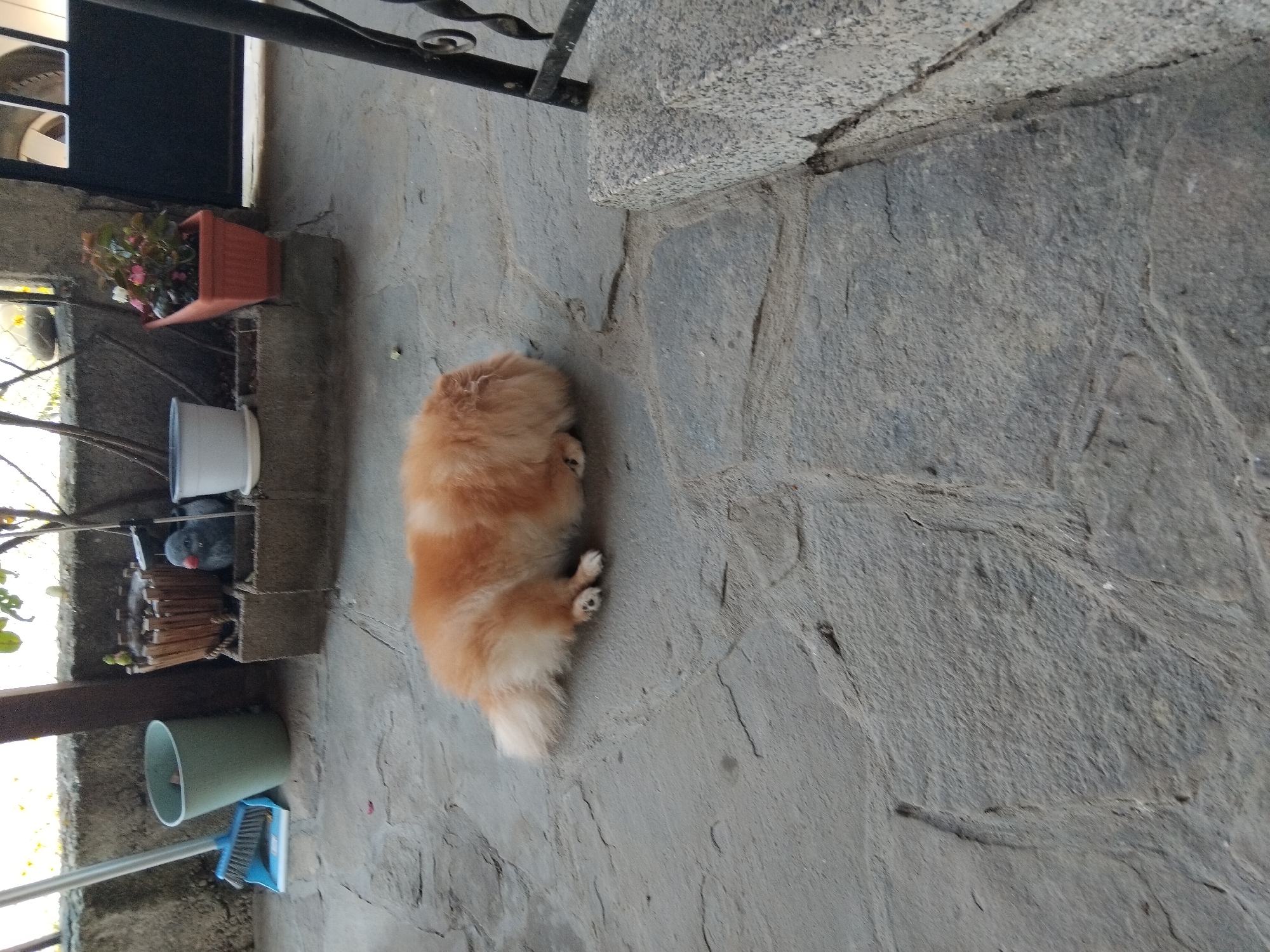 A fluffy, orange and white Pomeranian dog is lying on a stone patio, curled up with its head tucked under its body. The dog is the central subject of the image. To the left of the dog, there is a green trash can and a blue broom. In the background, there are several potted plants, including one with pink and white flowers in an orange pot, and decorative garden ornaments, one resembling a grey bird. A stone wall runs along the back of the patio, and a metal railing is visible on the right side of the image. The overall scene appears to be an outdoor area, possibly a courtyard or a backyard, in Apriltsi, Bulgaria.