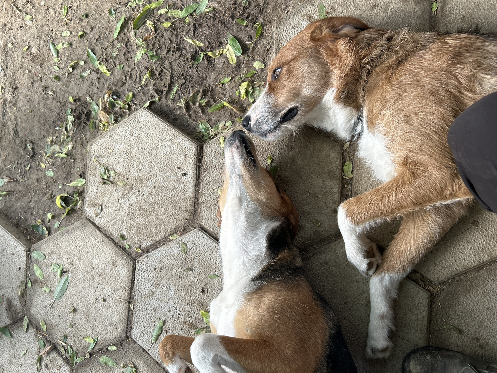 An overhead shot captures two dogs lying on a mixed surface of dirt and hexagonal pavers in an outdoor setting in Polenitsa, Bulgaria.
The dog on the right is a medium-sized canine with short to medium length, light brown and white fur. It is lying on its left side, facing left, with its head turned towards the second dog. Its muzzle is predominantly white, contrasting with its brown face, ears, and body. It has dark, expressive eyes and appears to be looking down at the other dog, with a gentle and curious expression. Part of a dark-clothed human leg or foot is visible on the far right, next to this dog.
The second dog, positioned on the left, is a tricolor (tan, white, and black) dog, lying on its back with its head tilted upwards towards the first dog. Its belly, chest, and legs are white, with tan and black patches visible on its sides and face. Its nose is very close to the first dog's nose, suggesting a moment of sniffing or affectionate interaction. Its eyes are not clearly visible as it is looking directly up.
The ground beneath them is a combination of uneven, damp earth with scattered green and dried leaves, and neatly arranged light grey hexagonal pavers. The pavers have a textured, granular surface. The dirt areas show some faint indentations, possibly footprints. The scene appears to take place during the daytime. The interaction between the dogs suggests a peaceful and possibly affectionate moment. No visible text is present in the image.