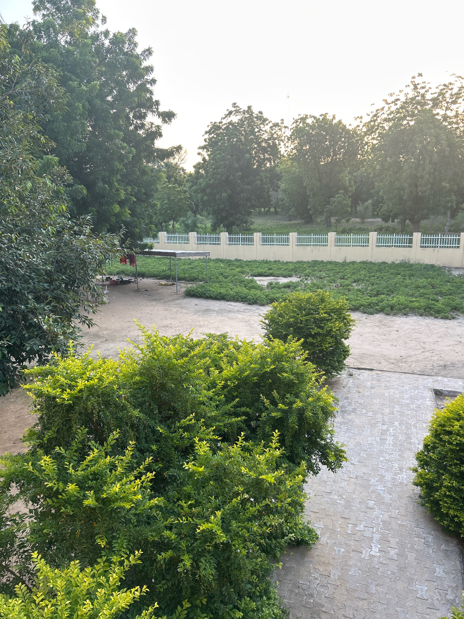 This image shows an outdoor scene with lush greenery and a paved walkway, situated in Mairi, Nigeria. In the foreground, two large, vibrant green bushes flank a textured grey paved walkway. Behind the bushes, a sandy area is visible, leading to a field of short green plants. A simple shelter with a metal roof and a few red and green items underneath is situated near the edge of this field. Further in the background, a beige wall topped with a white picket fence stretches across the frame, separating the property from a dense line of trees. The sky is bright and hazy, suggesting it is either early morning or late afternoon. There are no people visible in the scene.