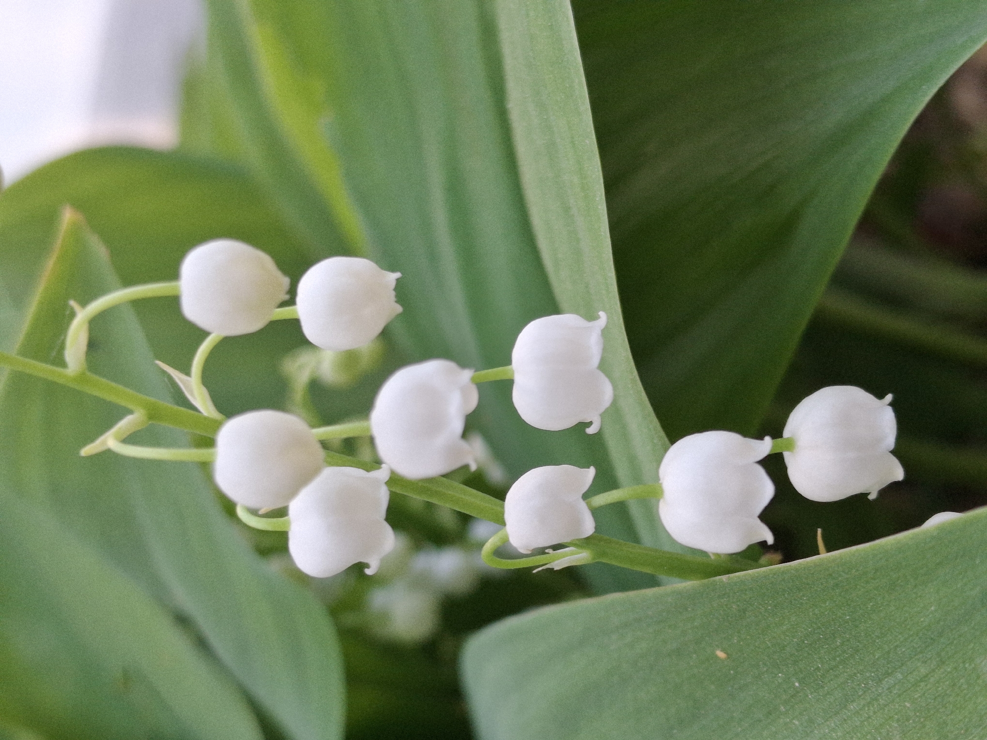 A close-up photograph depicts a sprig of lily of the valley, positioned against a backdrop of green foliage. The focus is on the delicate, bell-shaped white flowers arranged along the thin, green stem. The leaves are broad, smooth, and light green, contrasting with the pure white of the blossoms. The image's shallow depth of field blurs the background. The location and time are unspecified. The picture likely doesn't have anything to do with the Russian city of Chaikovsky.