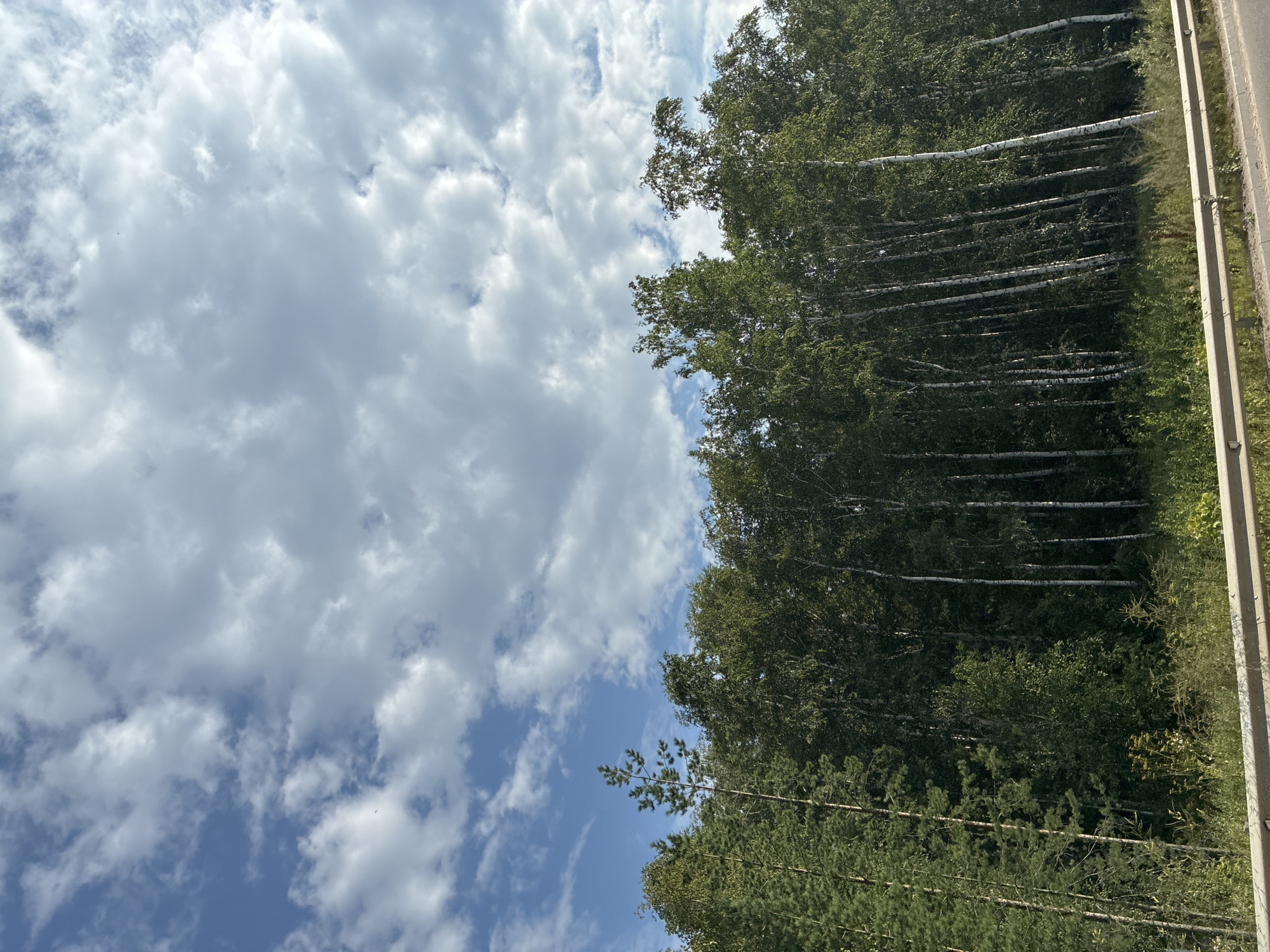 The image shows a dense forest line consisting of birch and pine trees under a cloudy sky. A guardrail is visible in the foreground, suggesting the scene is alongside a road. The natural environment is prominent, with no people or man-made structures other than the guardrail and what appears to be a road surface below it. The location is identified as Markov, Russia.