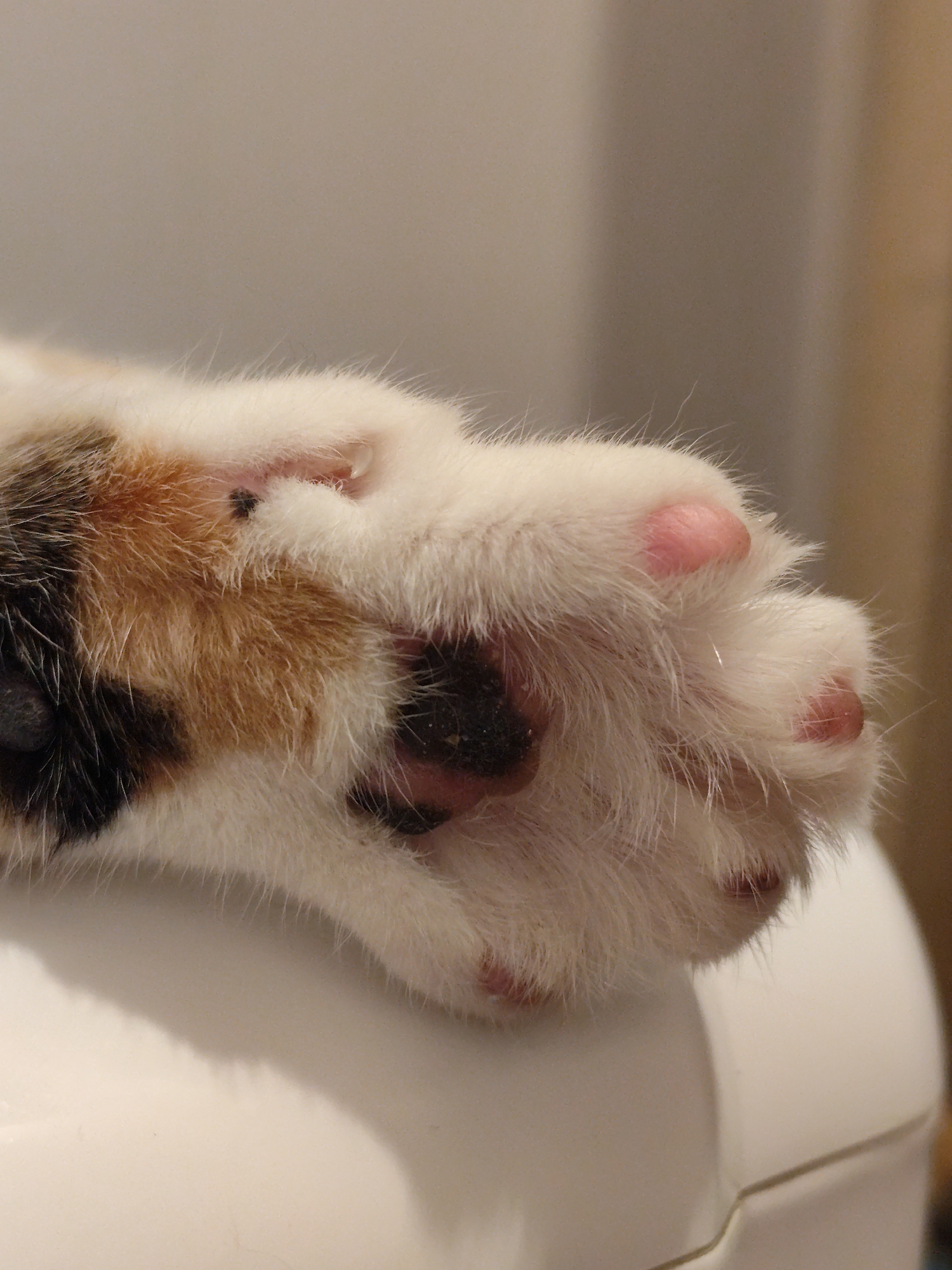 A close-up, eye-level, indoor shot shows the front paw of a calico cat resting on a white, slightly curved surface. The cat's paw is covered in fluffy white fur, with patches of black and orange fur visible further up the leg. The paw pads are pink and appear soft. The background is a blurred, neutral gray wall. The scene is likely captured in a residential setting. The image does not contain any specific geographical markers or details that would indicate its location within Moscow, Russia.