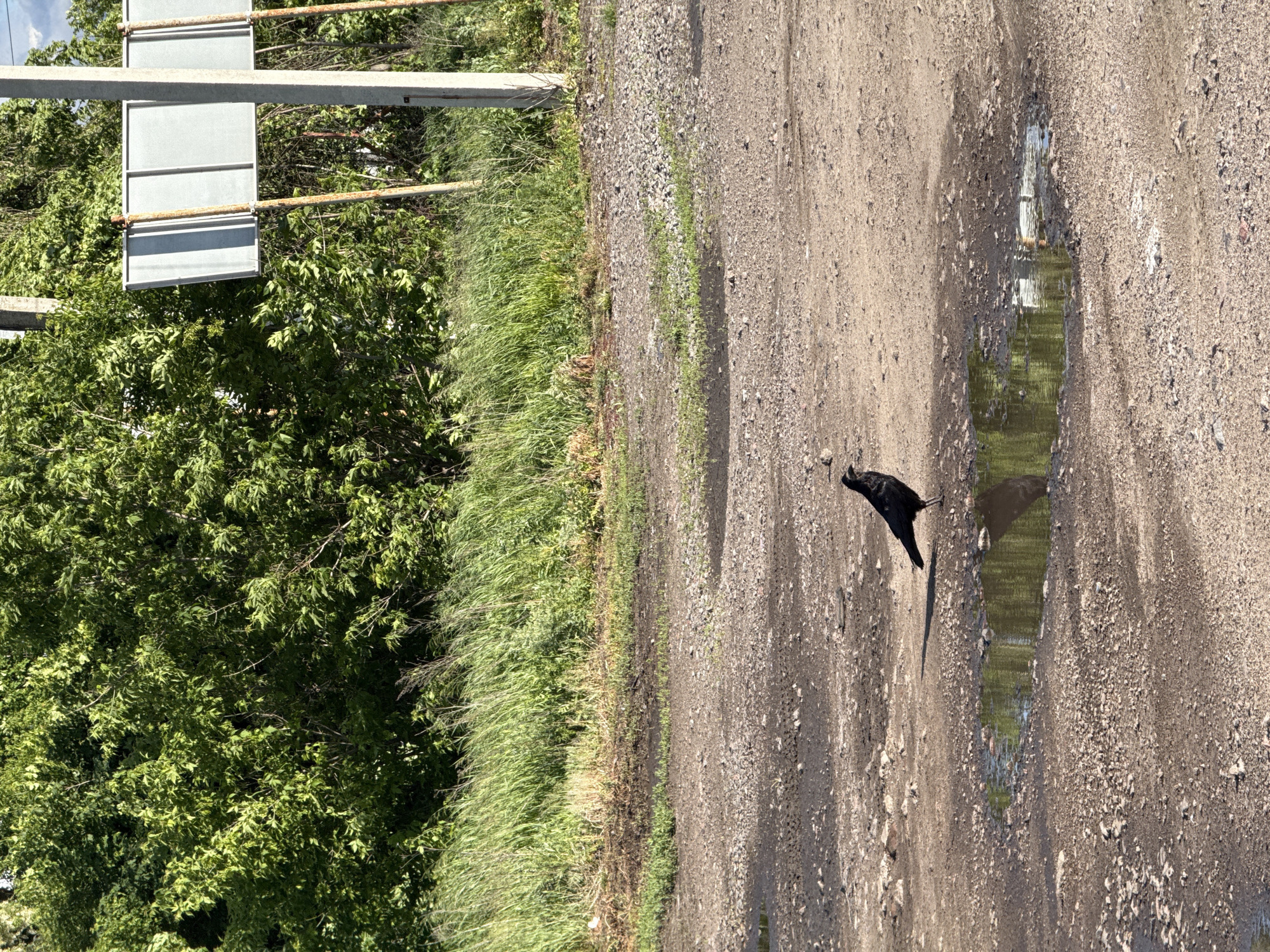 A dirt road in Бирюченское, Russia is pictured, with a puddle reflecting the sky and foliage. A black bird, possibly a crow or raven, stands beside the puddle. To the left of the road is a grassy area and trees. A traffic sign structure is also present.