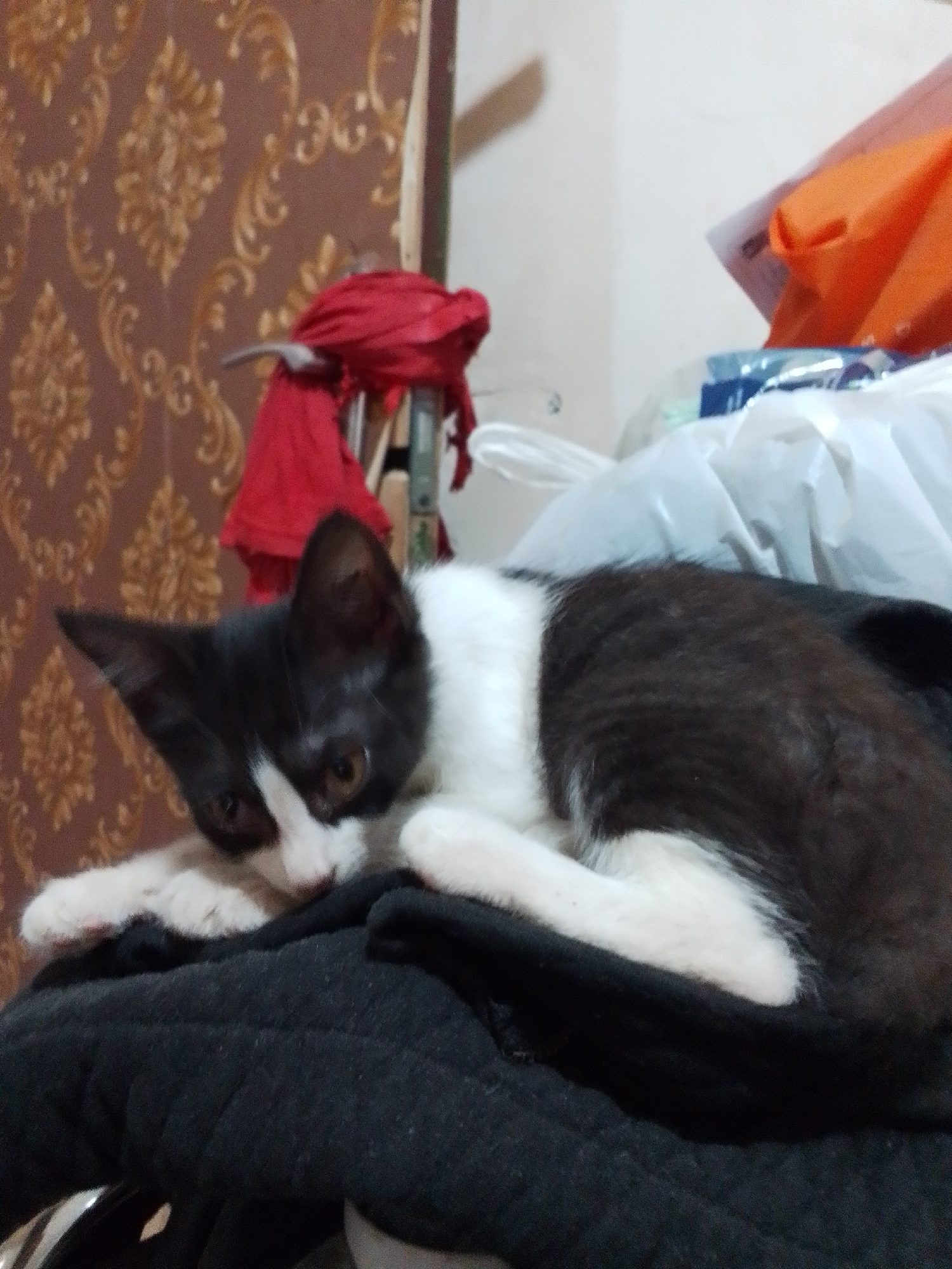 In Makassar, Indonesia, a black and white kitten is resting on a dark fabric surface. The kitten is positioned towards the left side of the frame, lying on its side with its head turned to face the viewer. Its eyes are open and looking directly forward. The kitten's fur is predominantly black with white markings on its chest, paws, and face. Behind the kitten, the background features a patterned wallpaper with an ornate design in shades of brown and gold. To the right of the wallpaper, several objects are visible, including a red cloth draped over a support structure, and a white plastic bag with some orange objects peeking out from within. The lighting appears to be artificial, creating shadows and highlighting the textures of the kitten and its surroundings. The overall scene suggests an indoor environment, possibly a home.
