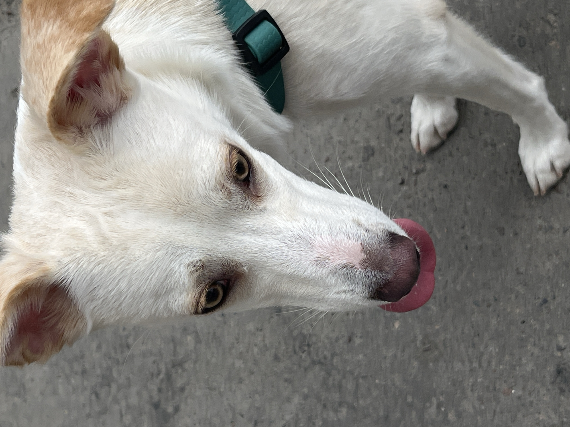 A white dog with light brown ears and a teal collar is pictured from a close-up, overhead perspective. The dog's head is angled to the right, with its tongue lolling out, appearing to lick its nose. Its eyes are a warm brown, and its whiskers are prominent against its white fur. The background consists of a gray, asphalt-like surface, suggesting an outdoor setting. The lighting indicates it is daytime, with no specific weather conditions discernible. There is no visible text in the image. The image captures a candid moment of the dog's playful or curious expression.