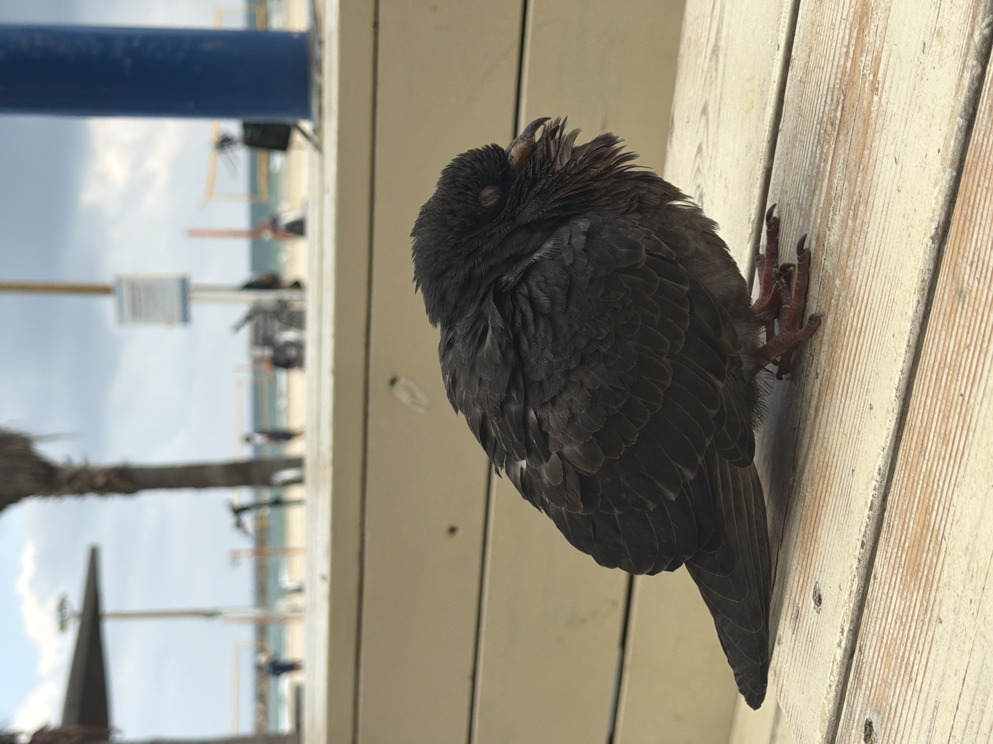 A dark gray pigeon perches on a horizontal, light-colored wooden structure, possibly a deck or boardwalk, with its feet gripping the planks. The bird's head is tucked in, suggesting it is sleeping or resting. The background reveals a beach scene with blue sky, ocean, and distant figures of people. There are also visible structures such as beach umbrellas and possibly lifeguard stands, indicating a beach in an urban setting. Based on the style of the buildings and infrastructure visible in the background, and the plant life in the background to the left, the location is likely Tel Aviv, Israel.