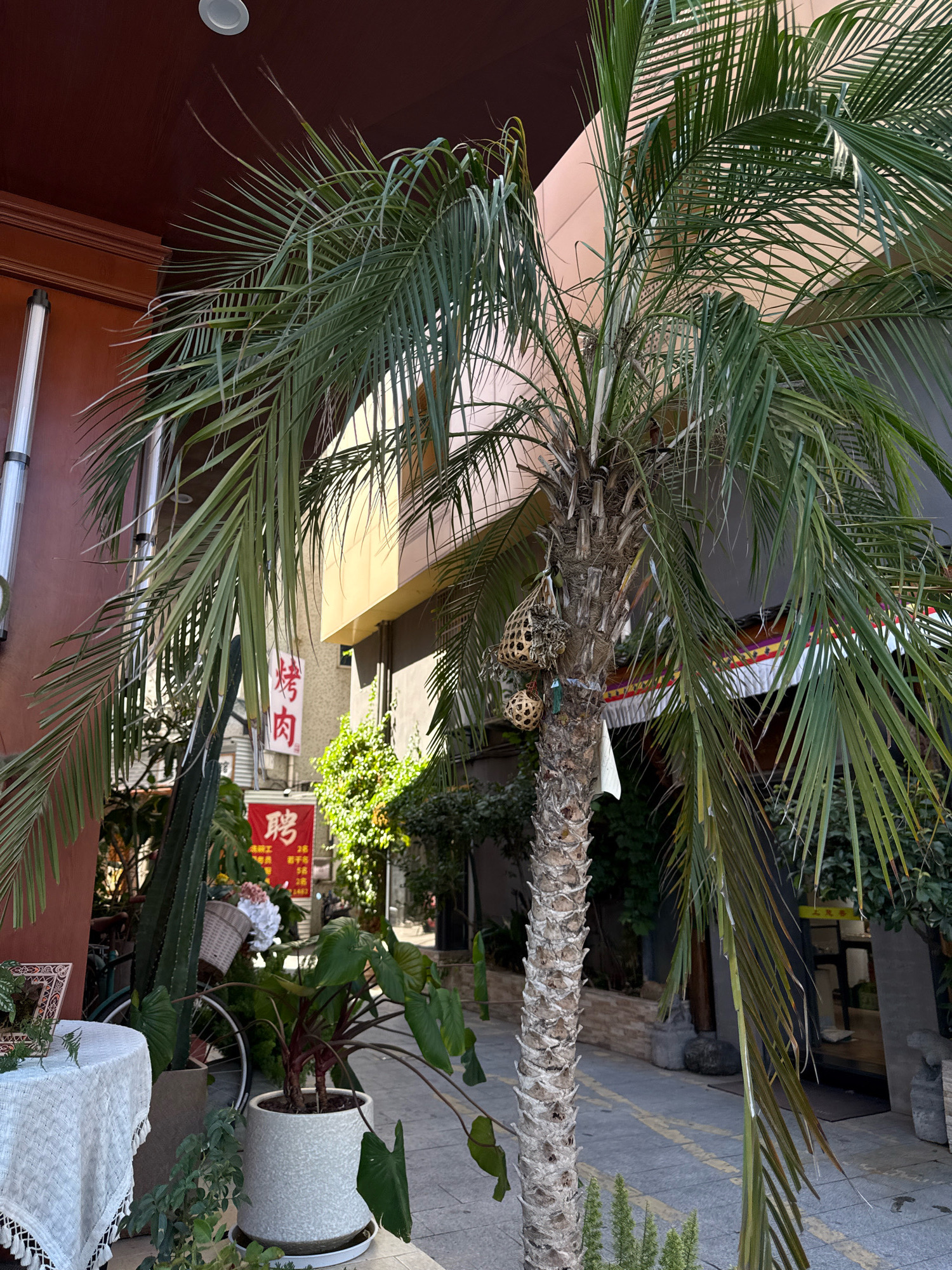 An outdoor scene shows a palm tree in the foreground, with its fronds extending across the frame. The tree trunk is textured and appears to have two woven decorative balls hanging from it. Behind the palm tree, an alleyway is visible, flanked by buildings. A red sign with Chinese characters hangs on the left side of the alley, and another red sign is visible further down on the right. Lush green plants and foliage are scattered throughout the scene, with a white tablecloth-covered table on the far left. The ground is paved with gray stones.