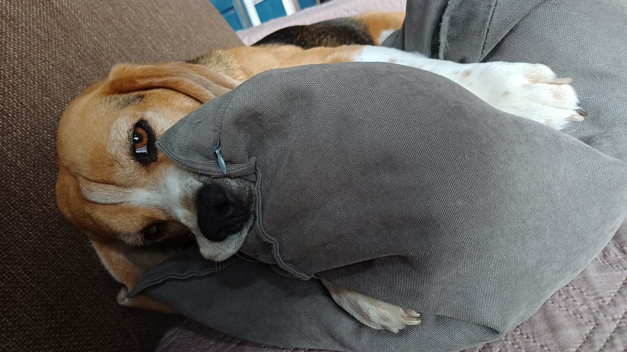 A tan and white dog with brown eyes and a black nose is lying on a brown textured couch, partially covered by a gray pillow. The dog's head is resting on the pillow, and one of its paws is visible extending from under it. The environment appears to be indoors, with hints of other furniture and bedding in the background. No specific location in Timokhovo, Russia, can be identified from the image.