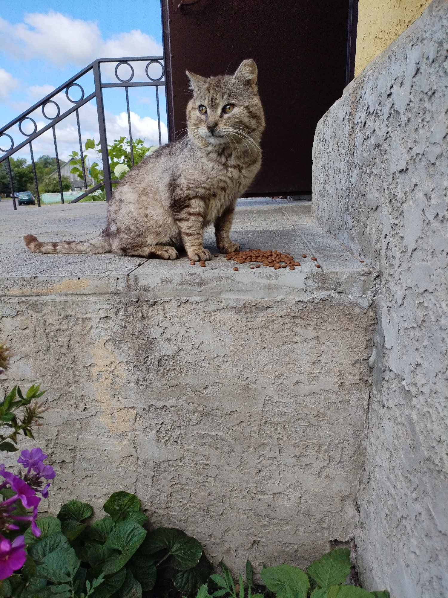 A lean, tabby cat with a short tail sits on a concrete stoop in front of a building, looking to the left. A pile of brown kibble is scattered on the stoop near the cat's front paws. A metal railing with circular accents is visible behind the cat. In the background, a car is parked on a street with houses and trees. The sky is blue with scattered white clouds. Purple flowers and green foliage are in the foreground at the bottom of the image. The scene appears to be in Bialynichy, Belarus.