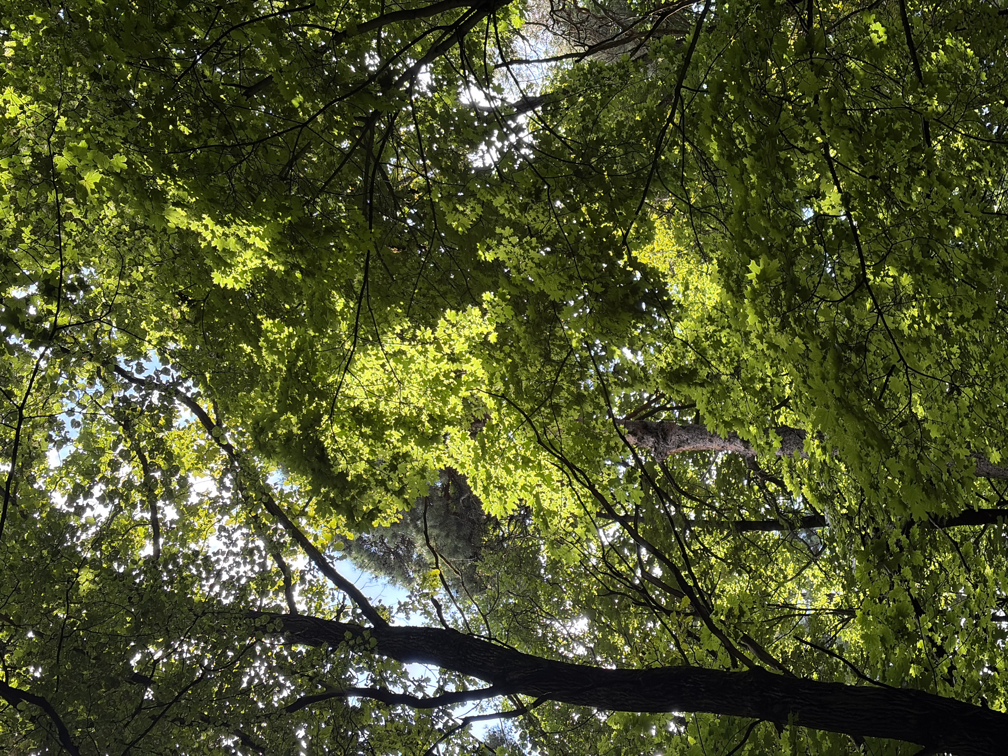 This is a photograph taken from a low angle looking up into the canopy of a deciduous forest. The image is dominated by the lush green leaves of the trees, with sunlight filtering through them, creating bright spots and dappled shadows. In the foreground, the dark, textured bark of a large tree trunk is visible on the left side. Beyond the immediate foliage, hints of the sky can be seen, as well as the trunks of other trees, some appearing darker and further away. In the upper center background, a tall, dark evergreen tree is partially visible, contrasting with the lighter green of the deciduous trees. The overall impression is one of a dense, vibrant forest on a bright day. The image is located in the city of Khimki, Russia. There are no people or animals visible in the scene.