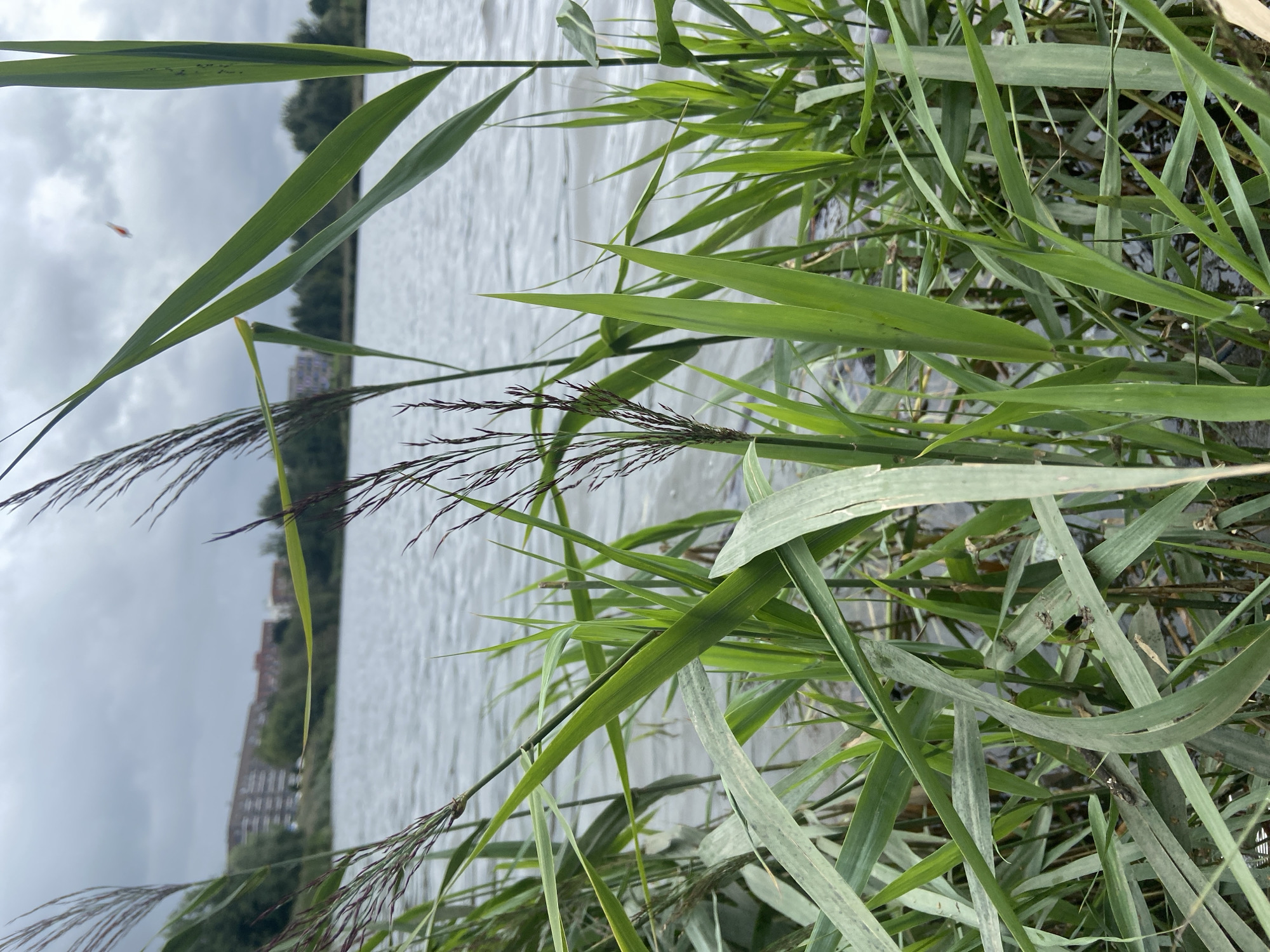 This is a medium-shot, eye-level, outdoor photograph taken on an overcast day. The foreground is dominated by tall, green reeds that are partially obscuring the view of a body of water. The reeds are lush and abundant, with some thin, dark stalks of what appear to be seed heads interspersed among the green leaves. The water in the middle ground is rippling, suggesting a gentle breeze. In the background, across the water, is a shoreline with a line of trees and buildings. The buildings are multi-story residential structures, appearing to be apartment complexes, with a mix of brick and lighter-colored facades. The sky is uniformly grey, indicating cloudy conditions. A tiny, orange and white object, possibly a kite or a piece of debris, is visible in the upper right quadrant of the sky. The overall scene is one of a natural landscape bordering urban development, likely a park or recreational area within the city of Balashikha, Russia.