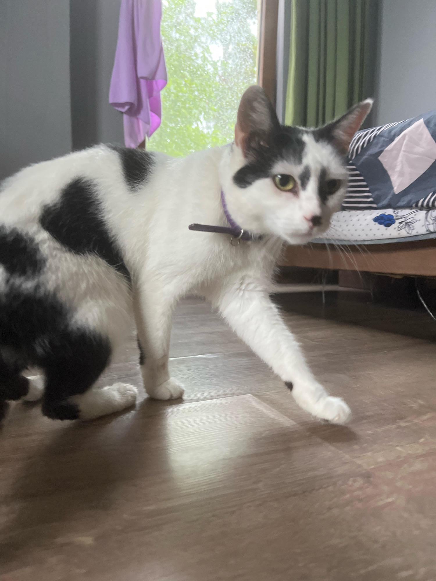 A black and white cat is captured mid-stride on a wooden floor. The cat is wearing a purple collar. In the background, a window shows greenery outside, and a bed with patterned bedding is visible. A purple garment is hanging on the left side of the frame. The scene appears to be indoors, possibly a bedroom, located in Ureki, Georgia.