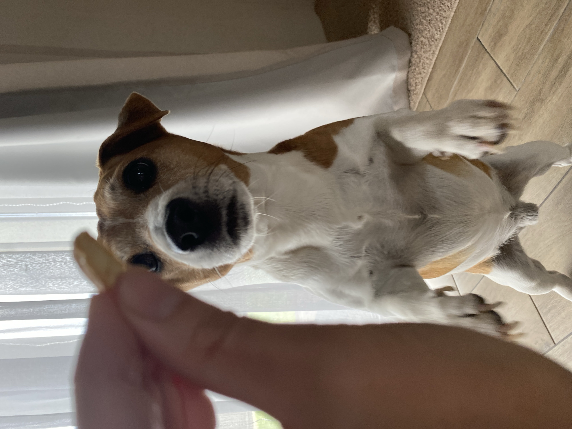 A low-angle indoor shot depicts a person holding a pale, elongated treat towards a tan and white Jack Russell Terrier dog. The dog is upside down, with its paws in the air, looking intently at the treat. The person's hand is in the foreground, slightly out of focus. The background includes a white curtain or blinds and light brown floor tiles. There is no information to indicate this picture was taken in Chaikovsky, Russia.