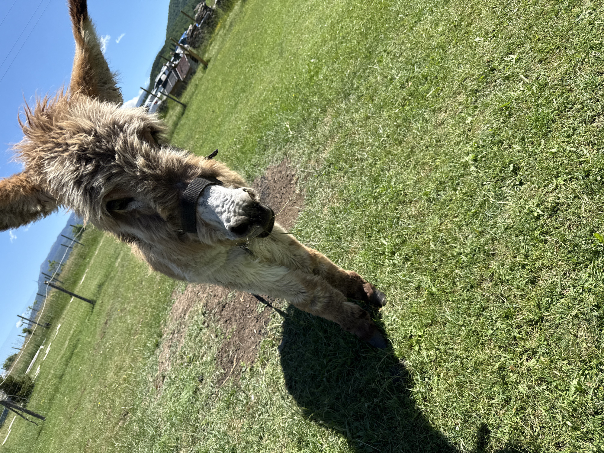 In Malo Buchino, Bulgaria, a donkey stands on a grassy field under a clear blue sky. The donkey is positioned in the foreground, facing the camera with its head tilted. Its fur is a mix of brown and tan, with a shaggy mane. It wears a dark halter. The field is covered in green grass and some patches of dry earth. In the background, a fence runs along the edge of the field, with trees and hills visible beyond. The overall impression is a rural, outdoor scene on a sunny day.