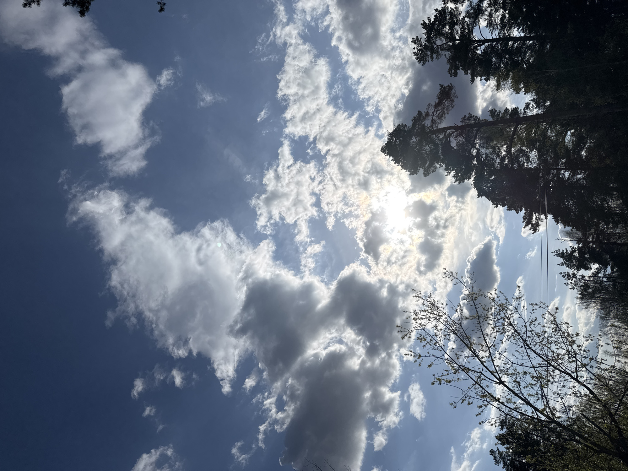 The image shows a view of the sky with clouds, partially obscured by trees. Some of the trees are tall and dark green, appearing to be evergreens. Another tree in the foreground has thinner branches with small leaves just beginning to bud. The sky varies from a deep blue to a lighter blue-gray color where clouds obscure it. The sun is visible through a break in the clouds, creating a bright spot in the center of the frame. A thin power line is visible among the trees. The location is presumed to be Раздолье, Russia.