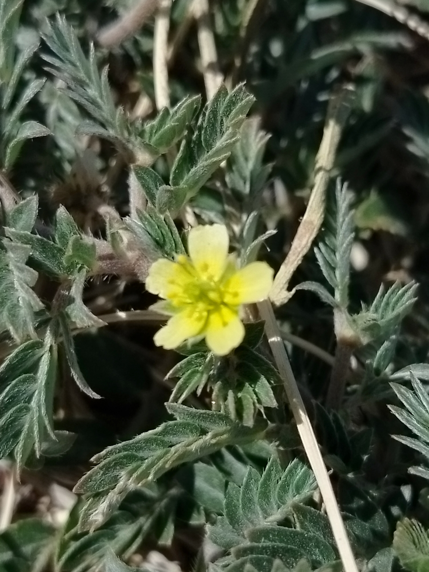 The image is a close-up, eye-level shot of a small, yellow flower with five petals. The flower is surrounded by fuzzy, green leaves and stems. The background is dark and out of focus, suggesting a natural environment. There are no people or animals visible in the image. The location is specified as the city of Көлкент, Kazakhstan.