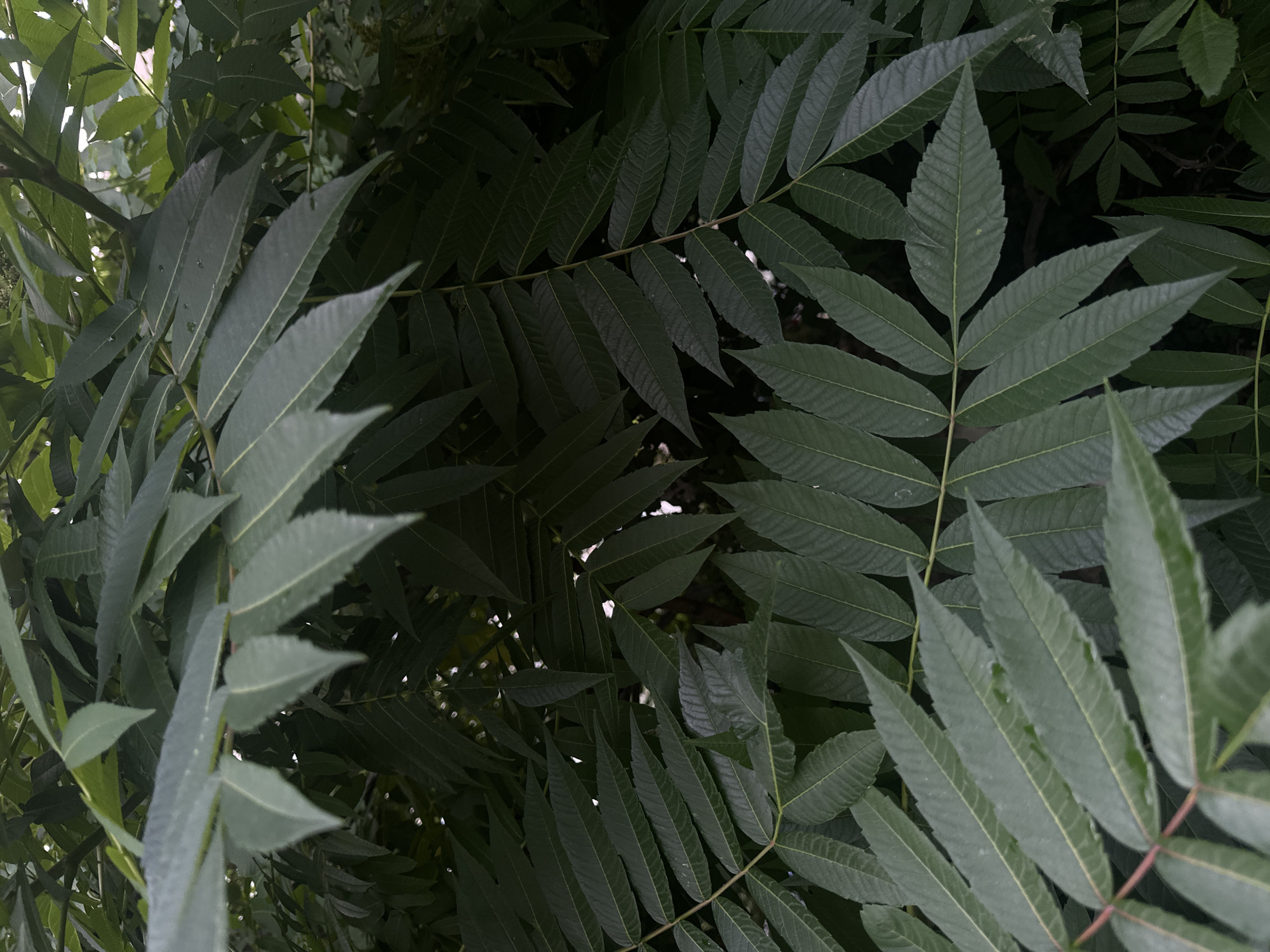 The image shows a close-up view of lush green foliage from a tree, likely taken outdoors. The leaves are compound, with multiple leaflets arranged along a central stem. The leaves are elongated and pointed, with serrated edges and prominent veins. Some leaves have small water droplets on them. The overall impression is of dense, verdant growth, with the background blurred and dark, suggesting it is either shaded or a dark environment. There are no people or visible structures in the image. The specific location in Sofia, Bulgaria is not discernible from the image itself.