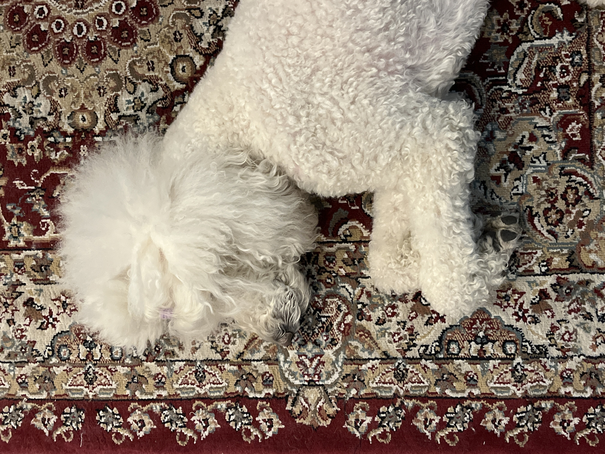 A white dog with fluffy fur lies on an ornate rug. The rug has a repeating pattern with red, tan, and brown colors. The dog's head is towards the left side of the image, and its body extends towards the upper right. Its paws are visible near the center of the image. The location is indoors.