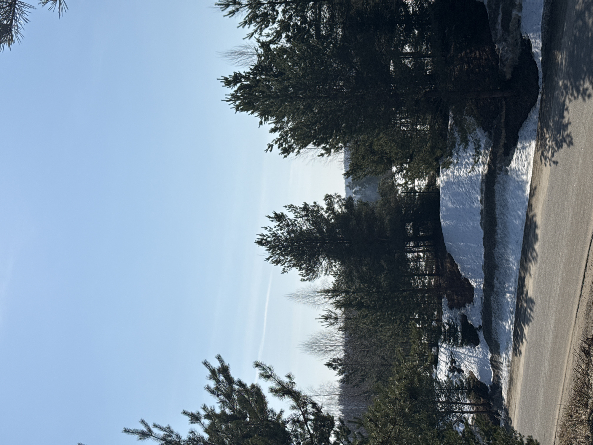The image depicts a rural or semi-rural landscape in Voksherino, Russia, under a clear, light blue sky with a faint aircraft contrail visible. The scene is dominated by a dense forest composed primarily of dark green conifer trees, likely pines, intermingled with bare deciduous trees. In the midground, a sloping embankment covered in significant patches of melting snow and exposed dark brown earth runs parallel to a paved road in the foreground. Shadows from the trees are cast across the snow and the dry, grey asphalt road, which appears to be two lanes wide and is devoid of any vehicles or discernible markings. No individuals or animals are present. The environment suggests an early spring transition period.