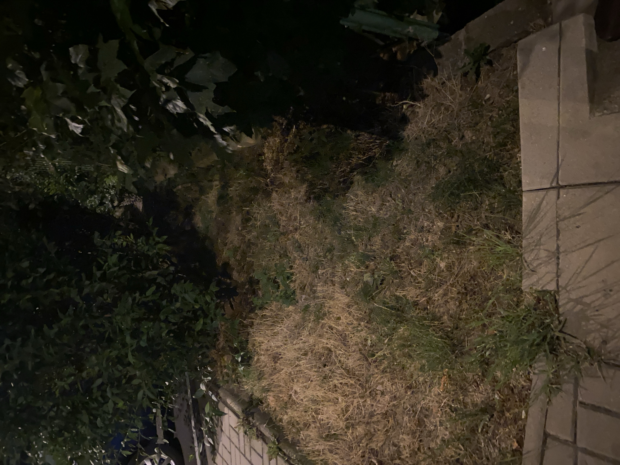The image depicts an outdoor scene at night, likely in Bílina, Czechia, showing a patch of dry, overgrown grass alongside a paved pathway. The grass appears brown and straw-like, with some sporadic green growth. Dense foliage from bushes or trees overhangs the area from the left and right. A dark, possibly blue, vehicle is partially visible on the far left, with a wheel and part of the bodywork discernible near the pathway. The pathway itself is made of rectangular paving stones, some of which are illuminated by an unseen light source, casting shadows. The overall impression is one of neglect or natural overgrowth in a semi-urban or garden setting.