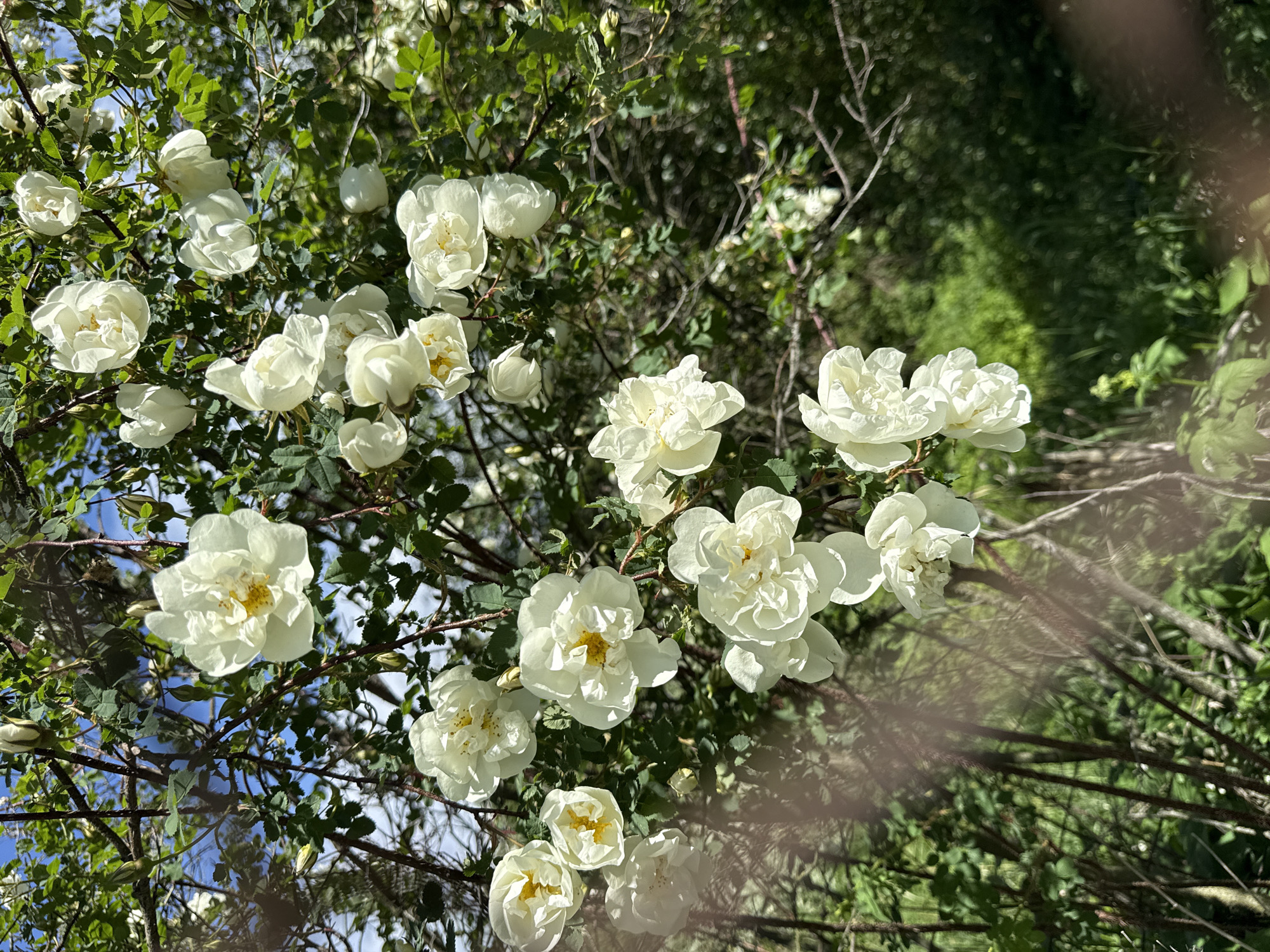 The image depicts a close-up view of a flowering shrub, identified as being in the city of P.im.sverdlova, Russia. The dominant subjects are numerous white flowers, consistent with roses, each featuring multiple petals and prominent yellow centers composed of stamens. These flowers are in various stages of bloom, from fully open to partially closed buds, and are attached to thorny, reddish-brown branches. Dark green foliage with visible leaf venation accompanies the flowers. The background consists of a dense arrangement of blurred green leaves and branches, indicating a natural or cultivated outdoor environment. Patches of clear blue sky are visible in the upper sections of the image, suggesting bright daylight conditions. No people or discernible actions are present. The scene is static, focusing on the botanical details of the blooming shrub.